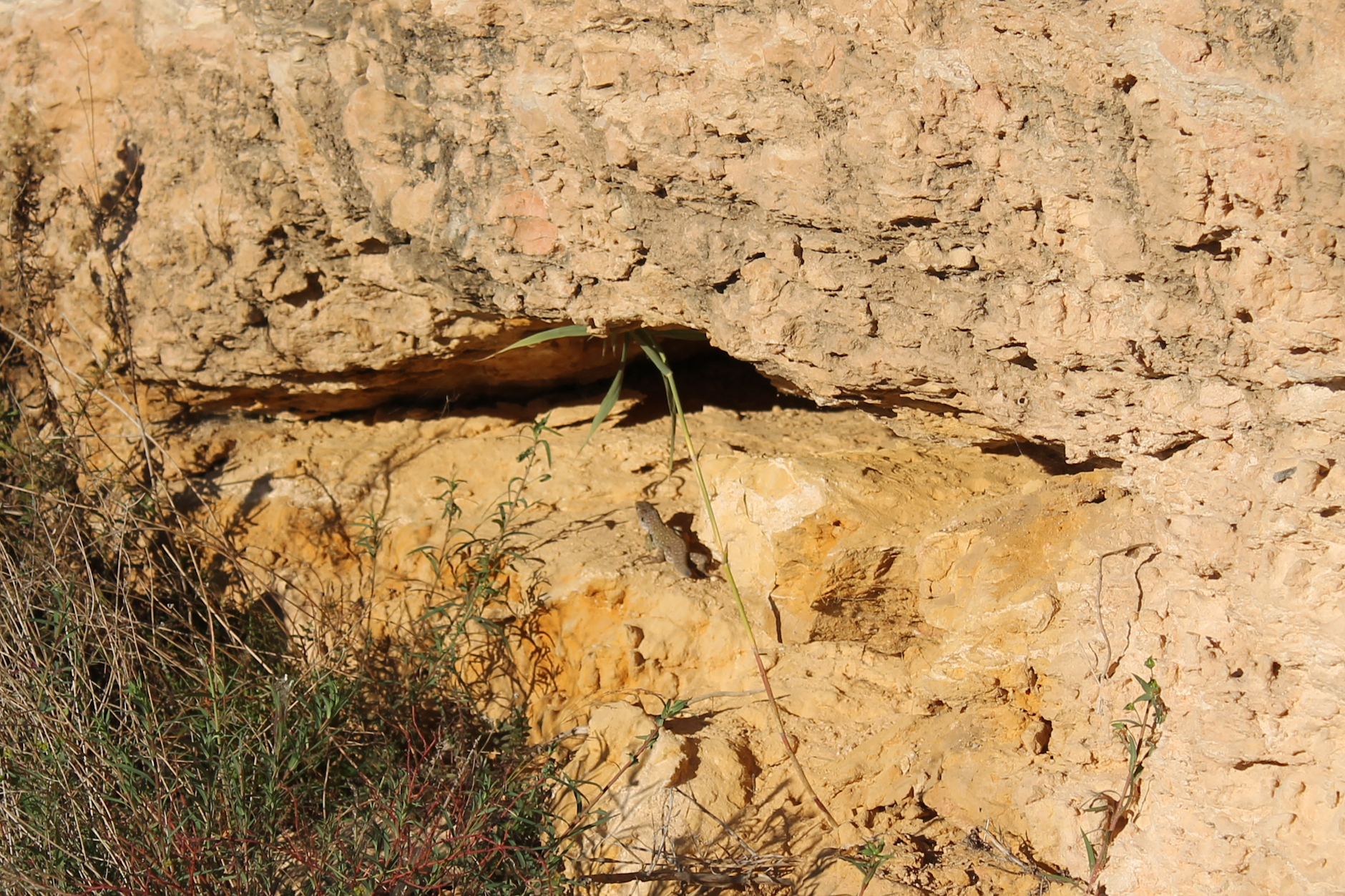 Wer in Campoamor die Augen offen hält (und daran interessiert ist), wird einige Tierarten entdecken.