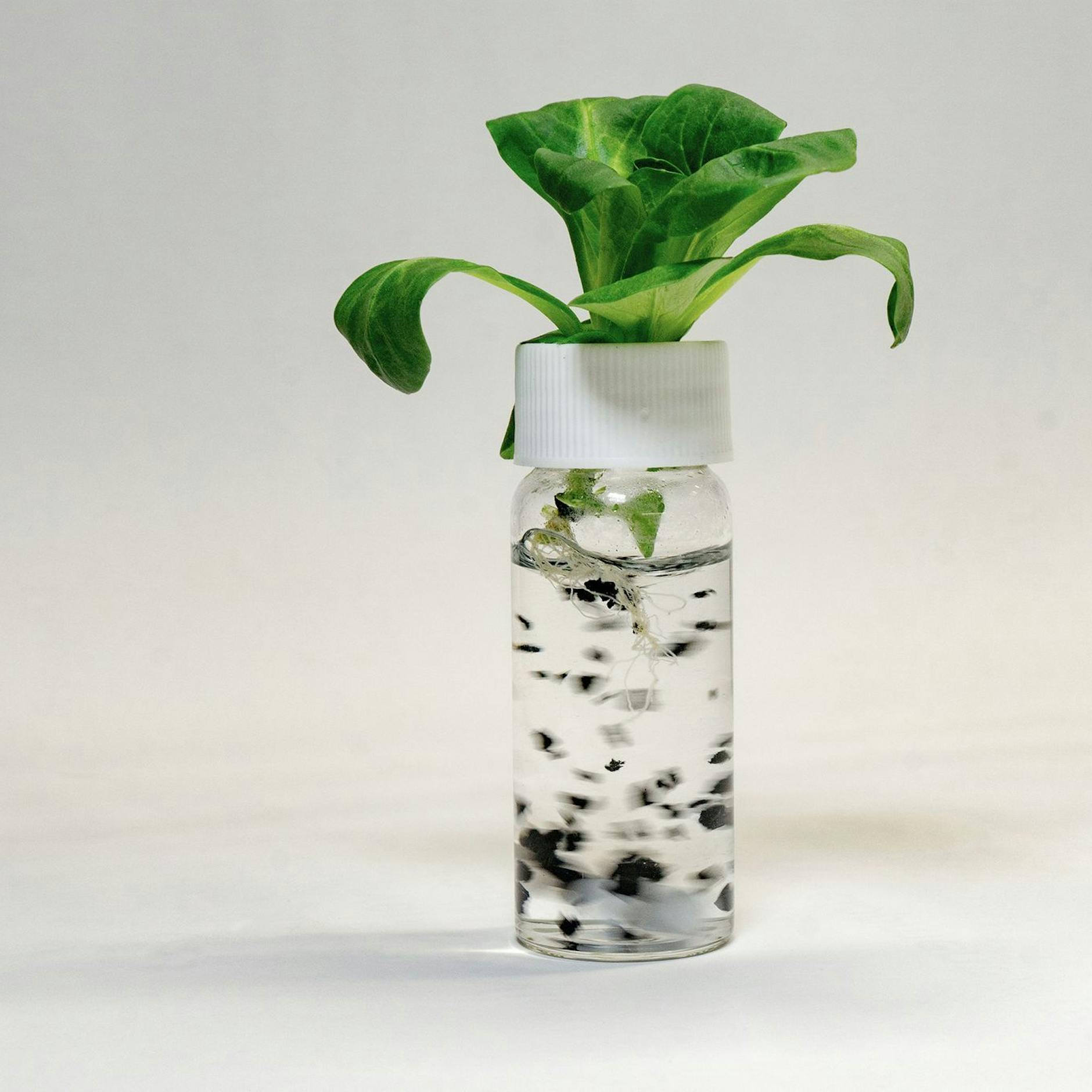 Image - Salat nimmt Stoffe aus Reifenabrieb auf