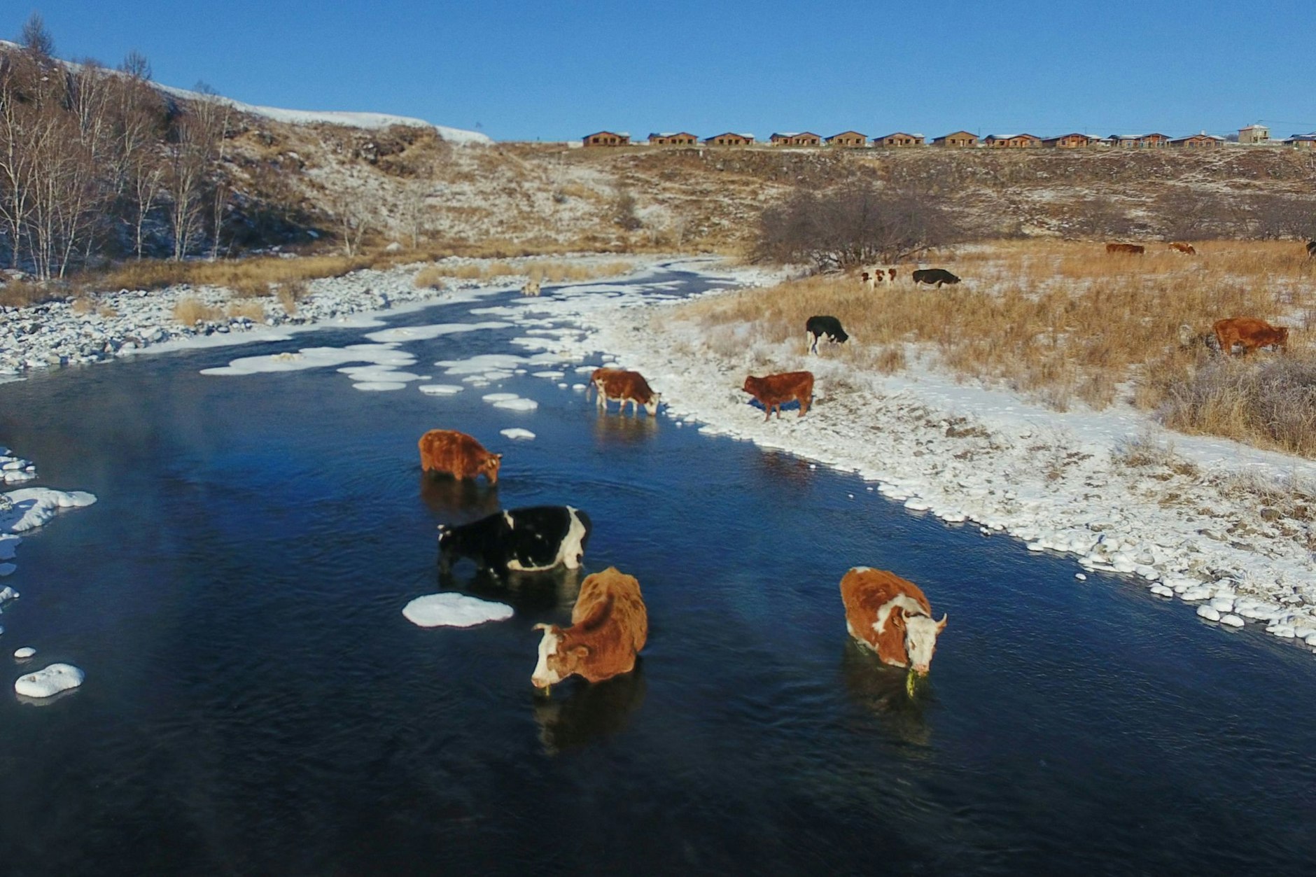 ARCHIV - Kühe trinken Wasser aus dem Halha Fluss im Norden von China.  