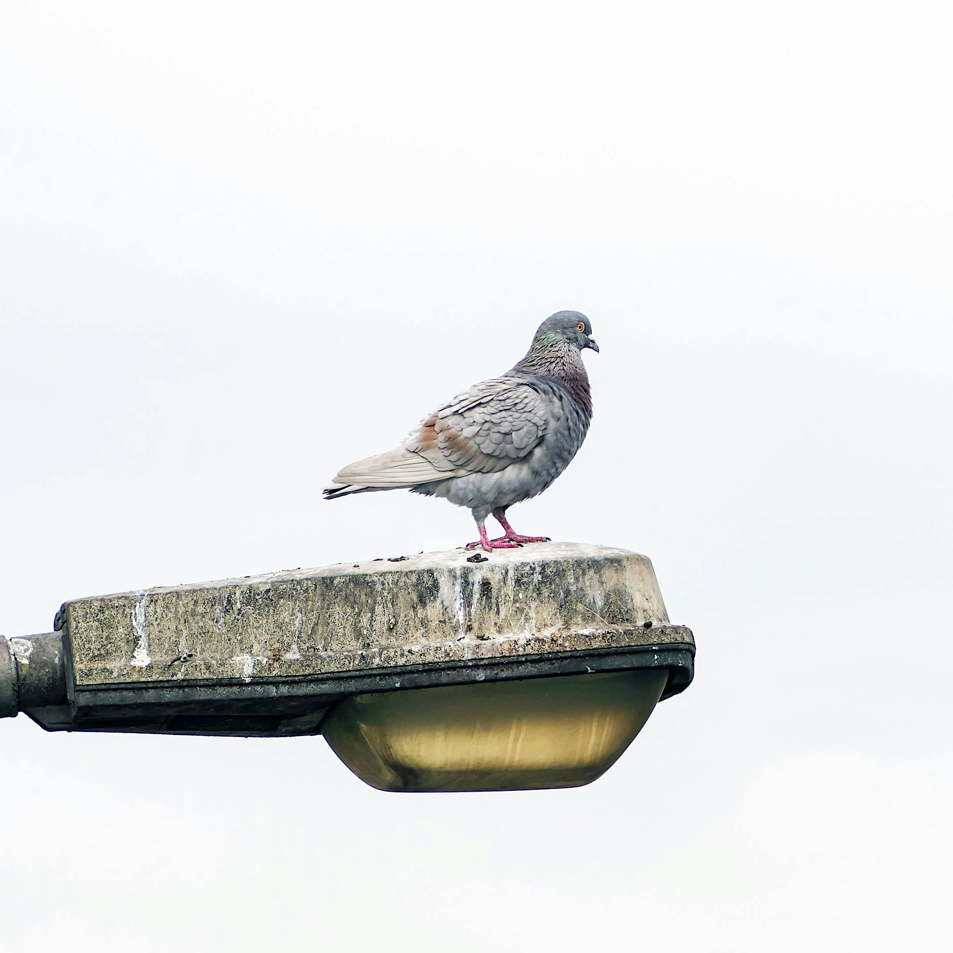 Berlin ist schmutzig. Ach!