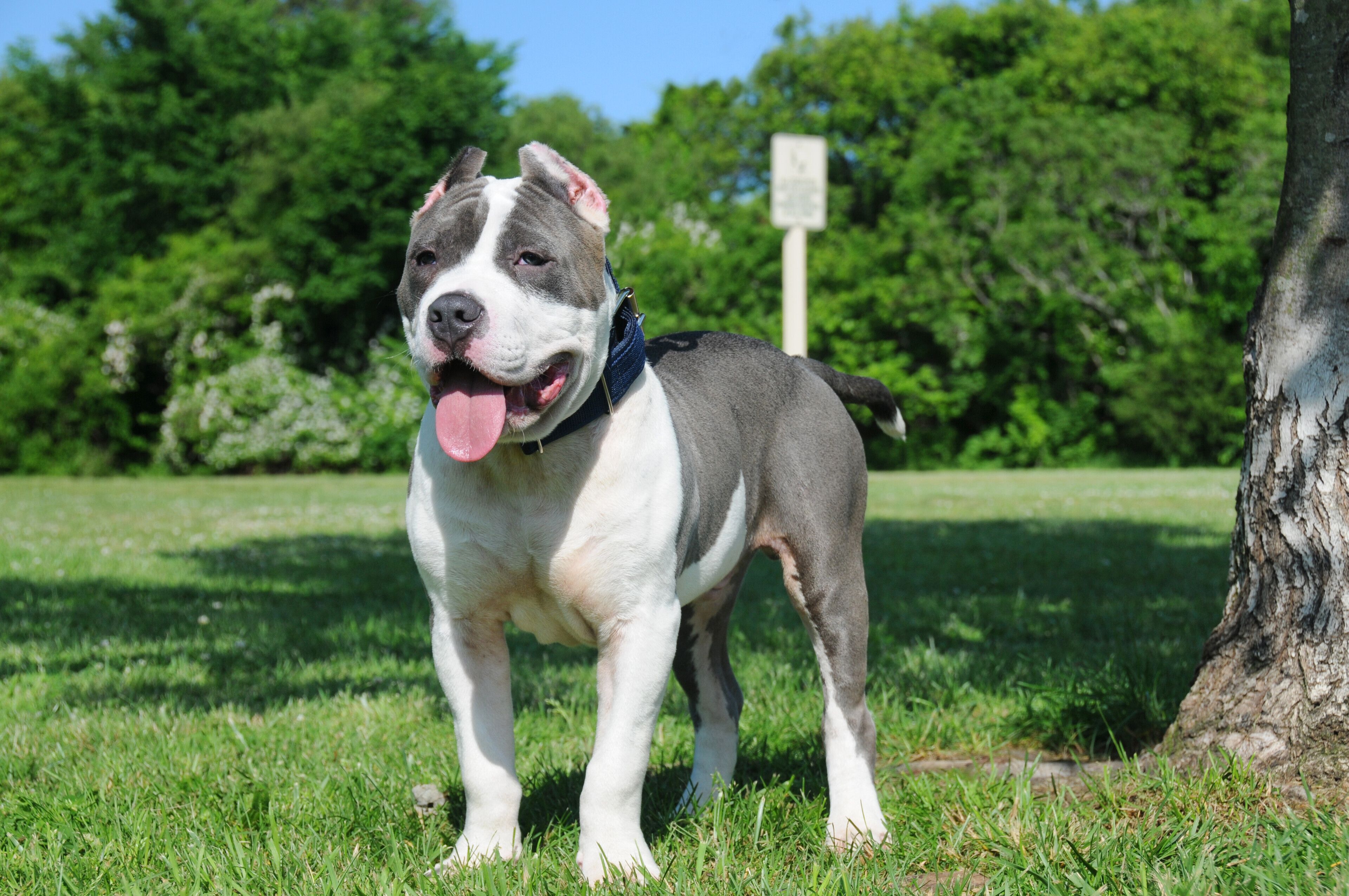Image - Rentnerin von American Bully totgebissen – kommen die jetzt auf die Liste?