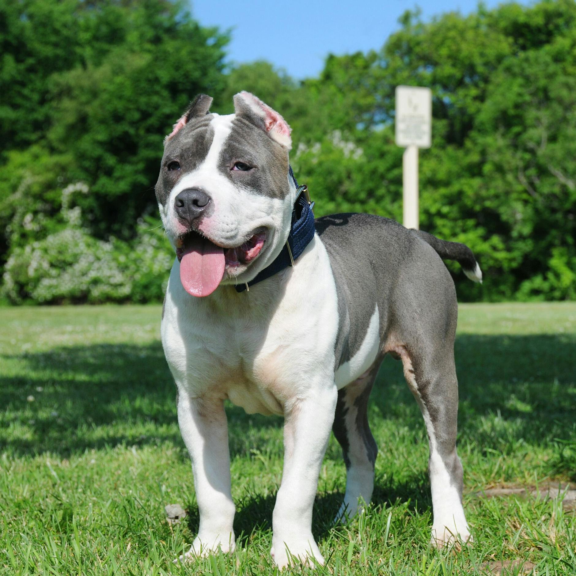 Rentnerin von American Bully totgebissen – kommen die jetzt auf die Liste?