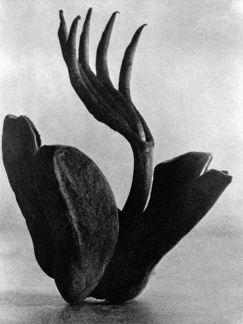 Tina Modotti, Flor de manita, 1925