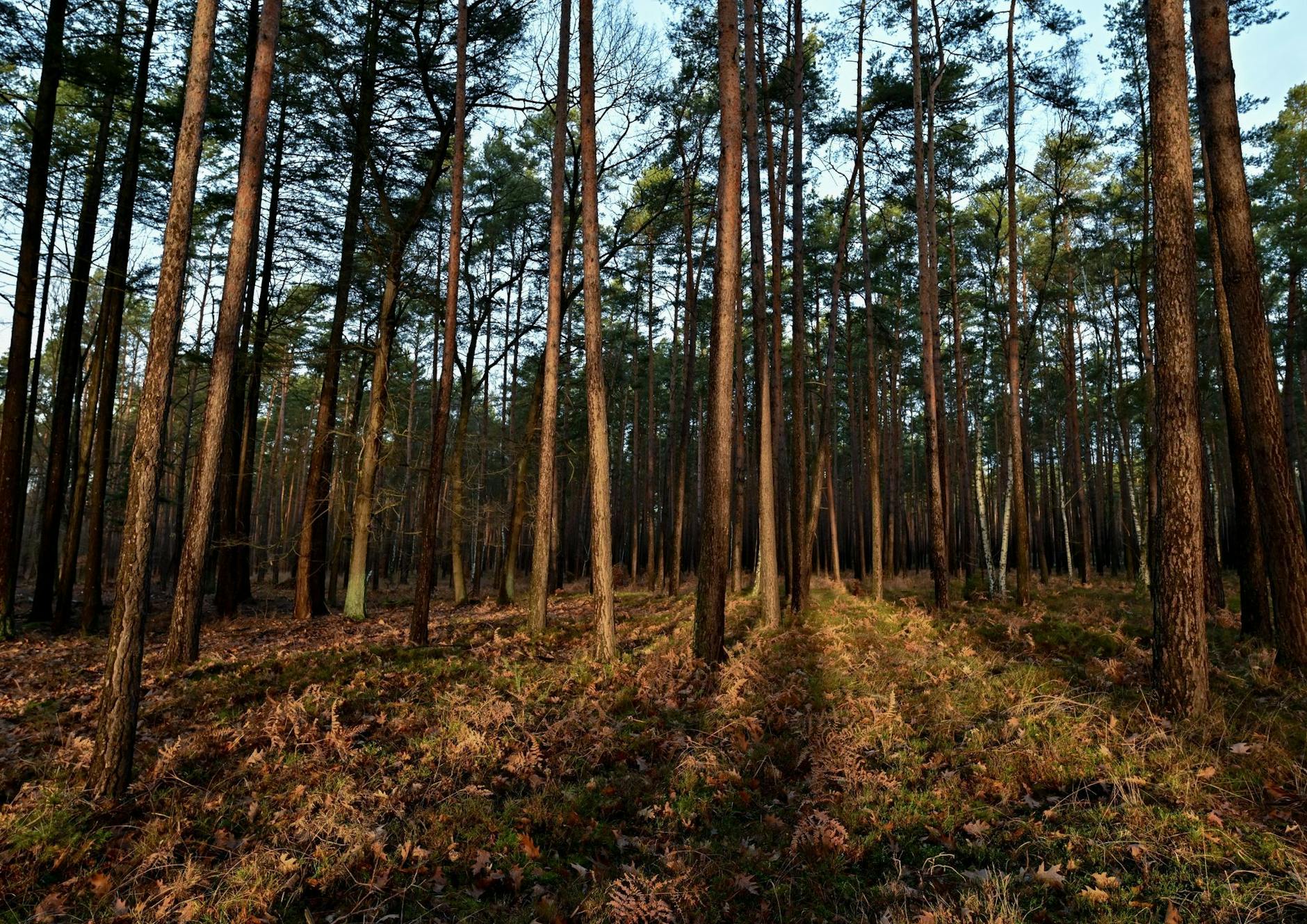 Die Morgensonne scheint in einen Wald im Landkreis Oder-Spree.