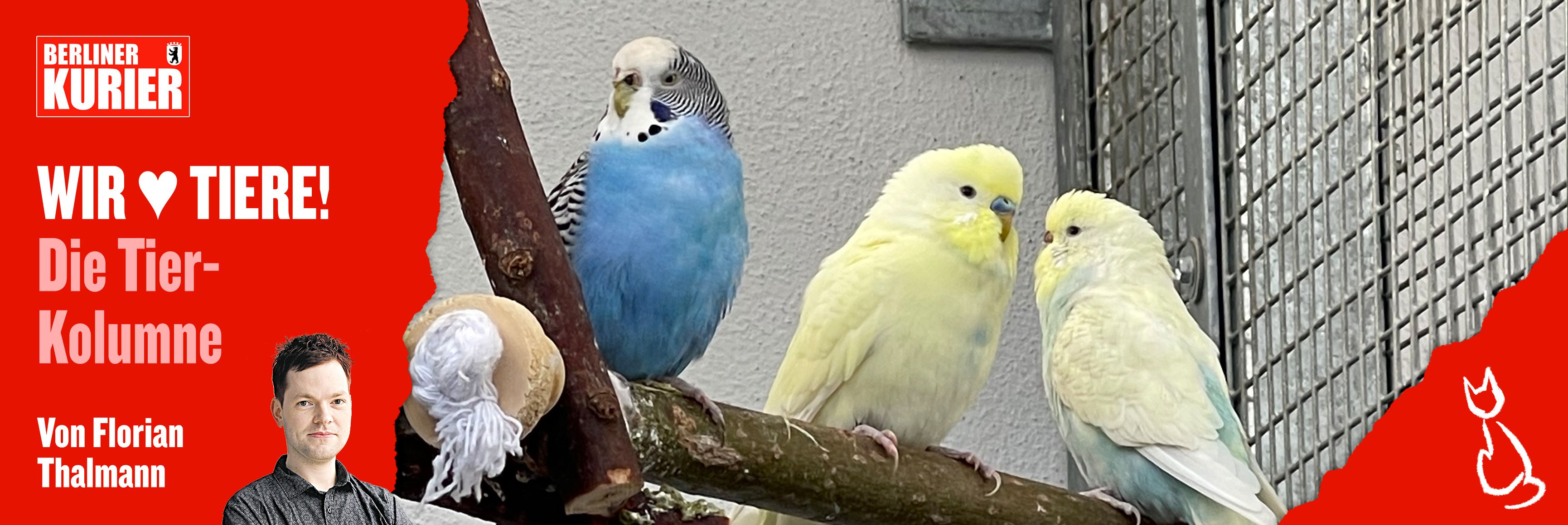 Veterinäramt befreit 89 Vögel aus einer Wohnung: Sagt mal, bei euch piept's wohl!