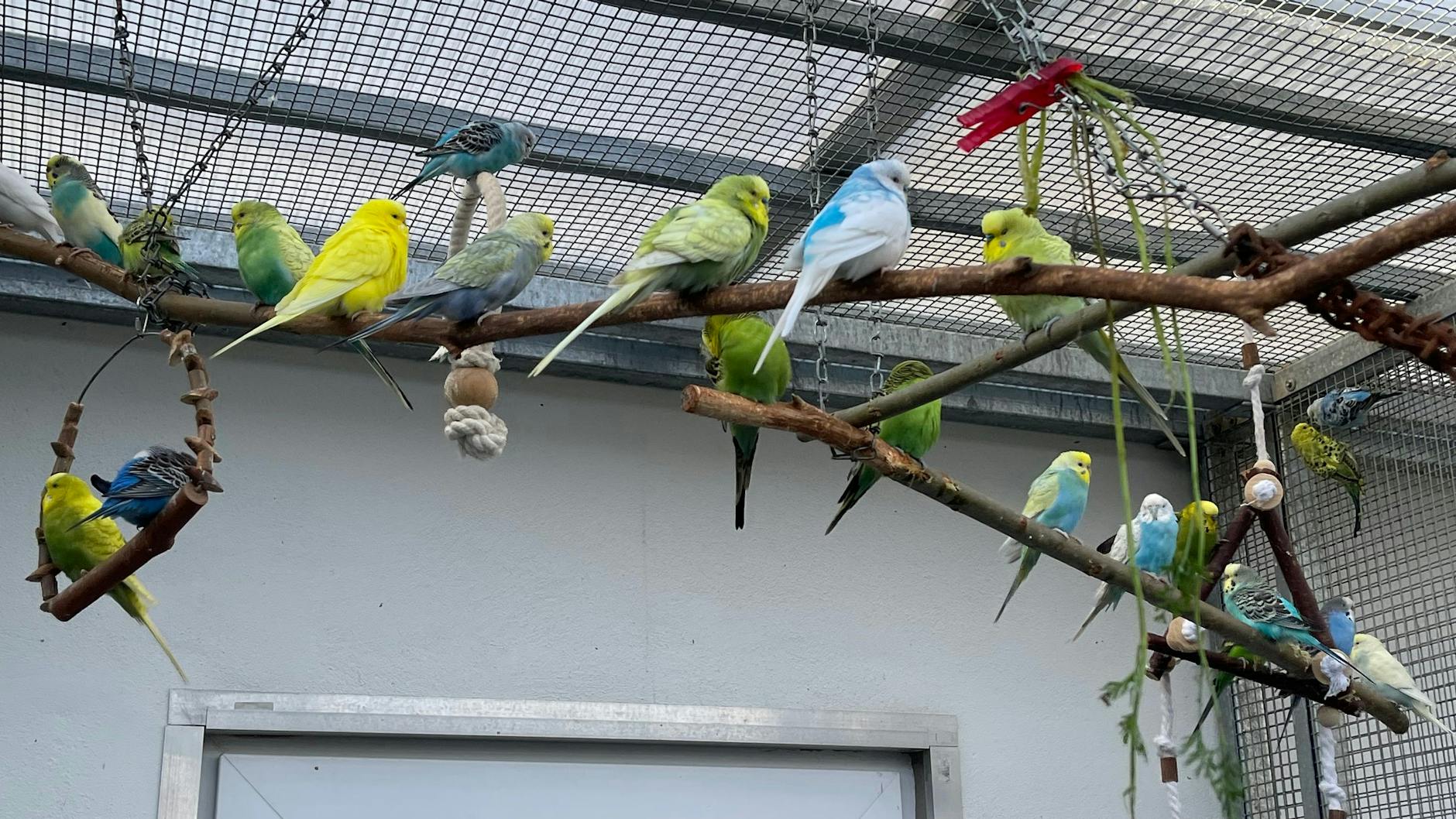 Das sind nur ein paar der Vögel, die durch das Veterinäramt in Mitte im Dezember sichergestellt wurde.