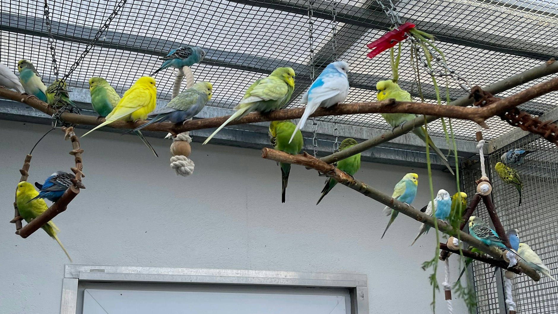 Das sind nur ein paar der Vögel, die durch das Veterinäramt in Mitte im Dezember sichergestellt wurde.