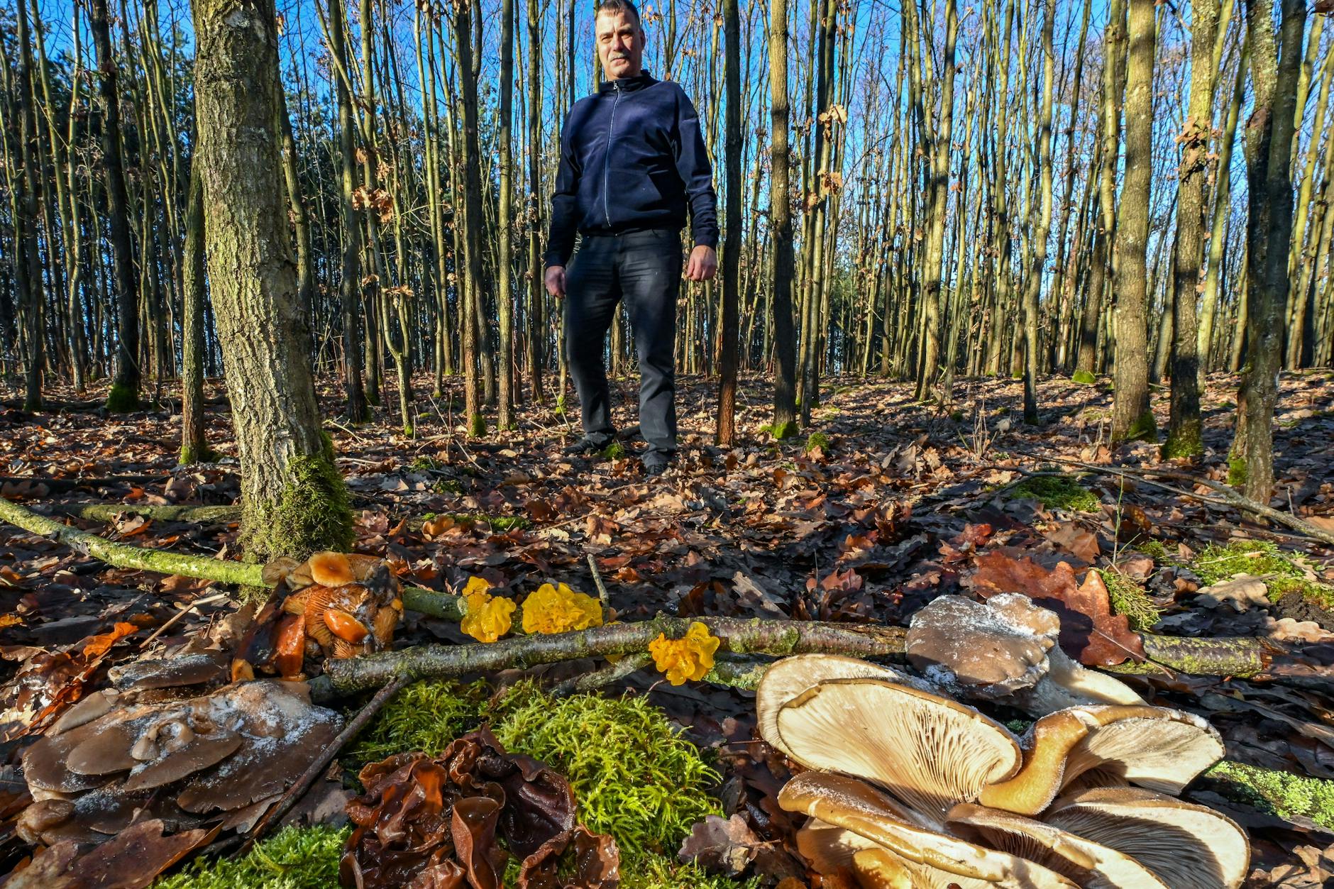 Eine kleine Auswahl von echten Winterpilzen. Zu sehen sind der Austernseitling (vorn links und rechts), der Gemeine Samtfußrübling (links, zweite Reihe), das Judasohr (Mitte, vorn im Moos) und der Goldgelbe Zitterling (M. auf den Ästen).
