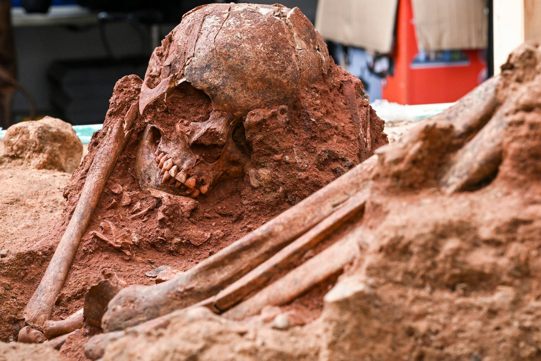 Das Skelett einer bestatteten Person vom Weinberg bei Groß Fredenwalde.
