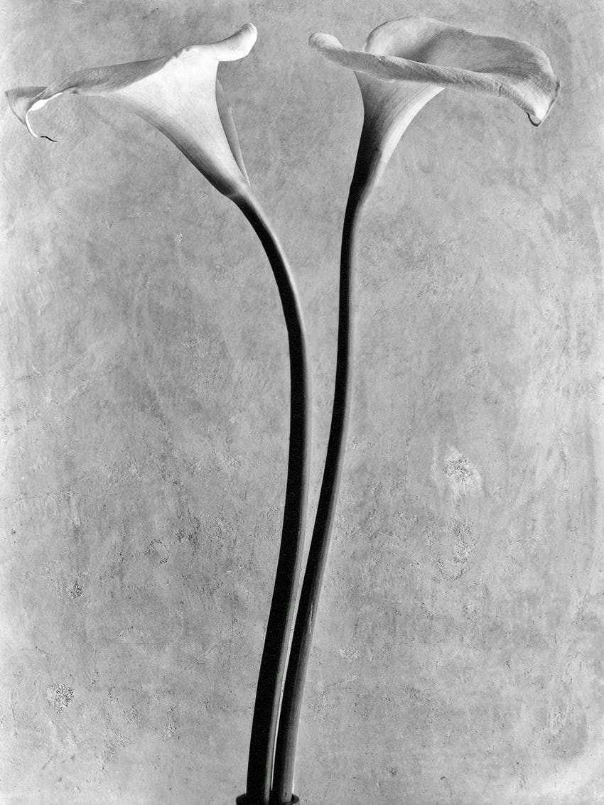 Tina Modotti, Calla-Blüten, 1925