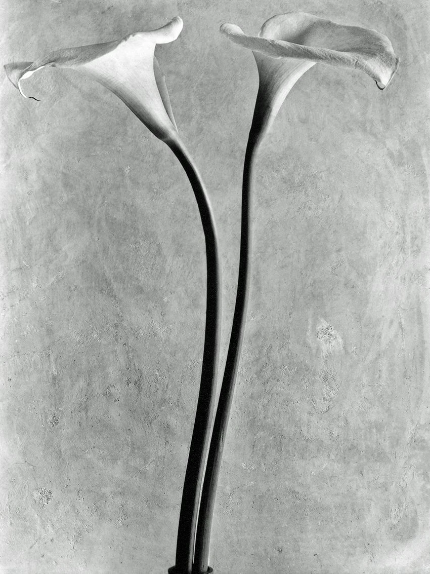 Tina Modotti, Calla-Blüten, 1925