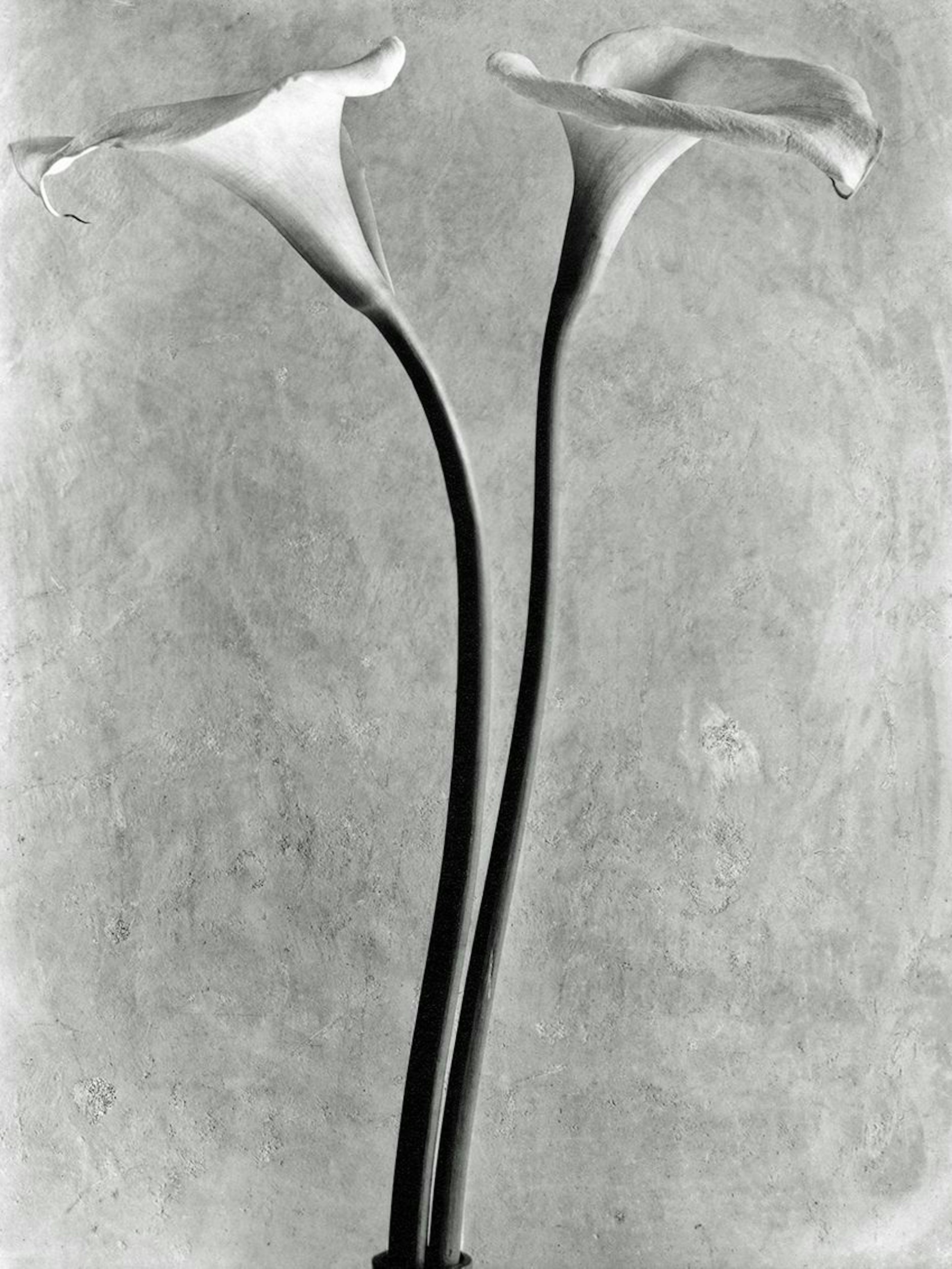 Tina Modotti, Calla-Blüten, 1925