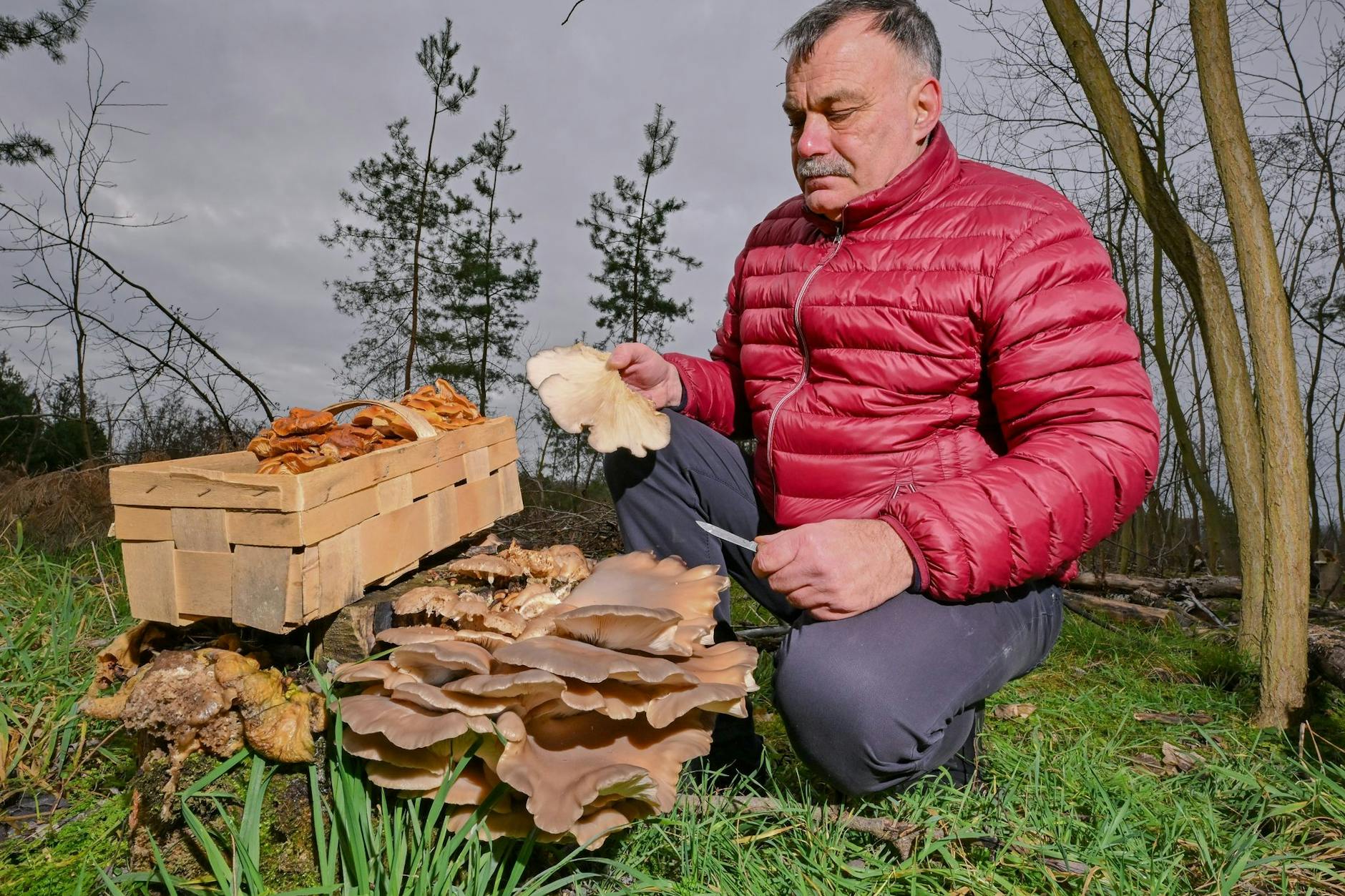 Pilzberater Lutz Helbig zeigt in einem Wald in der Lausitz eine kleine Auswahl von Winterpilzen.