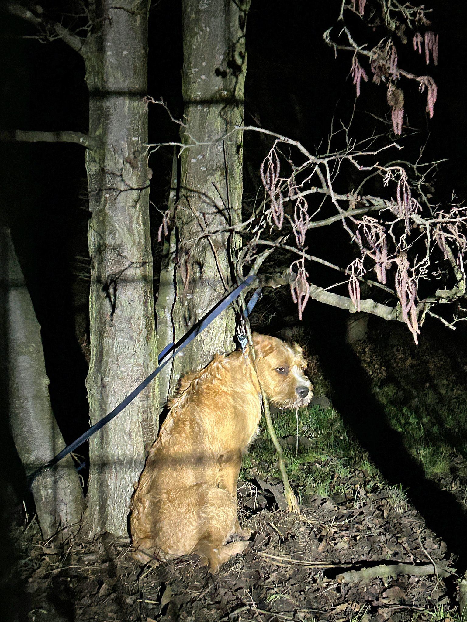 Hund an Baum festgezurrt: Fast hätte er sich erdrosselt – DIESE Strafe droht dem Tierquäler!