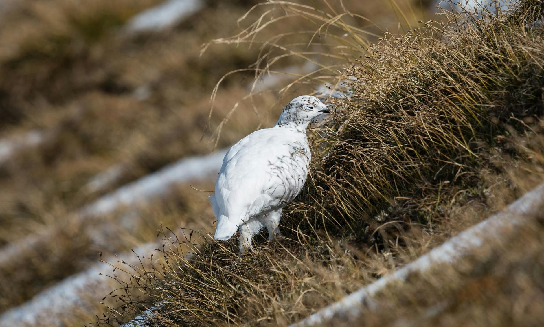 HANDOUT - Besonders Alpenschneehühner sind von milden Wintern bedroht.