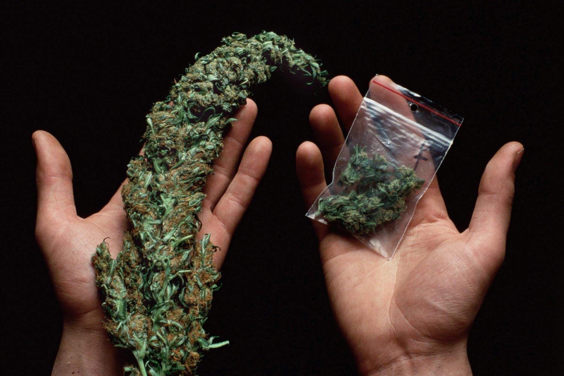 Ein Ermittler präsentiert nach einem Drogenfund sichergestelltes Cannabis (Symbolbild). 