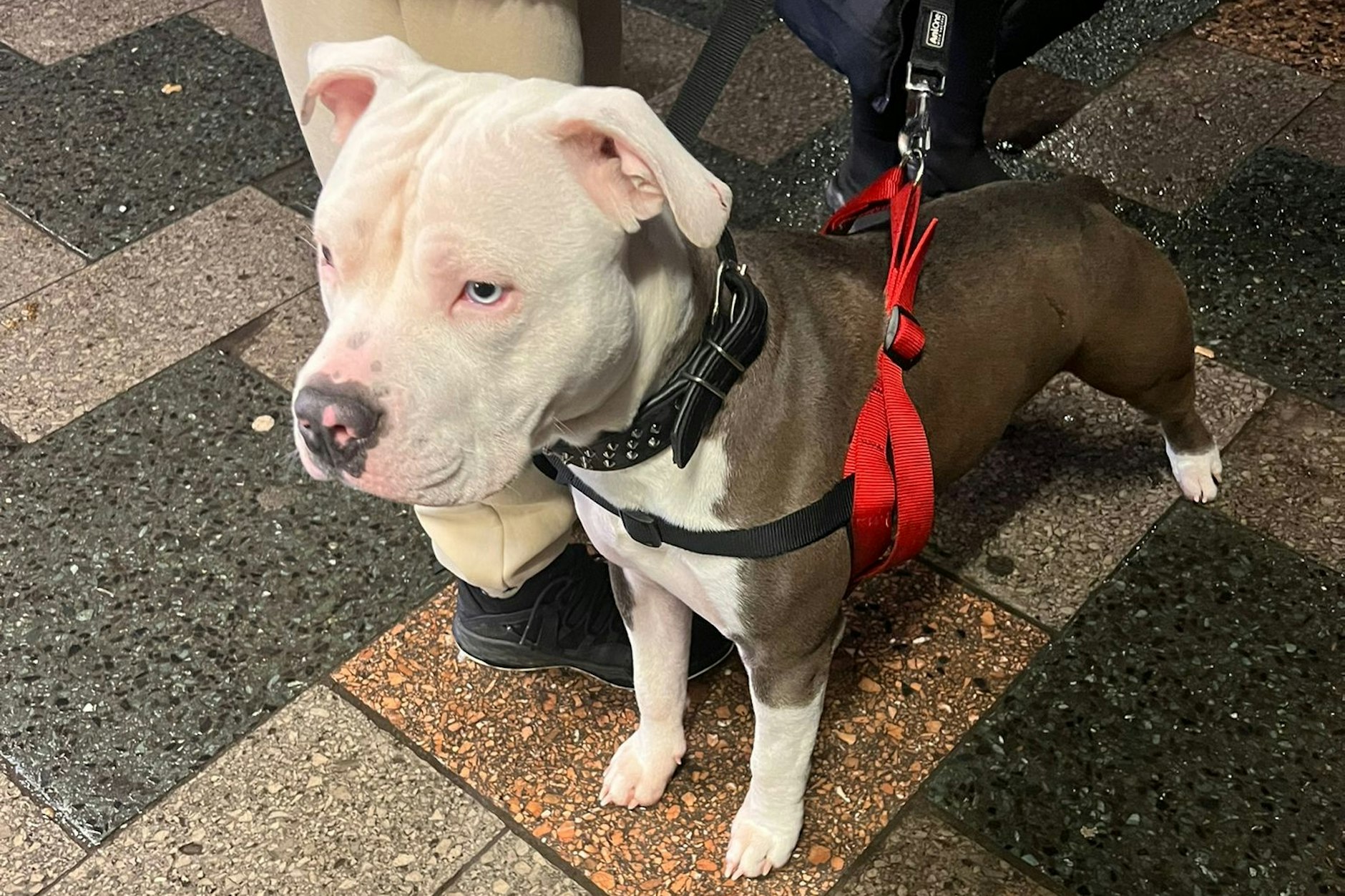 Die Hundetrainerin hat beim Treffen ein Foto gemacht. Äußerlich sind keine Verletzungen zu erkennen.