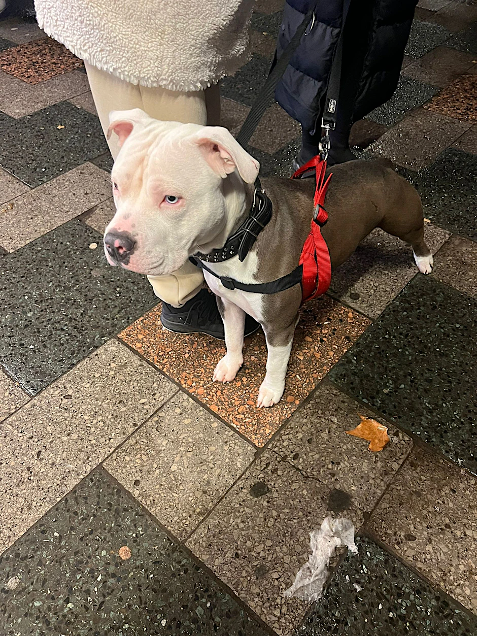 Die Hundetrainerin hat beim Treffen ein Foto gemacht. Äußerlich sind keine Verletzungen zu erkennen.
