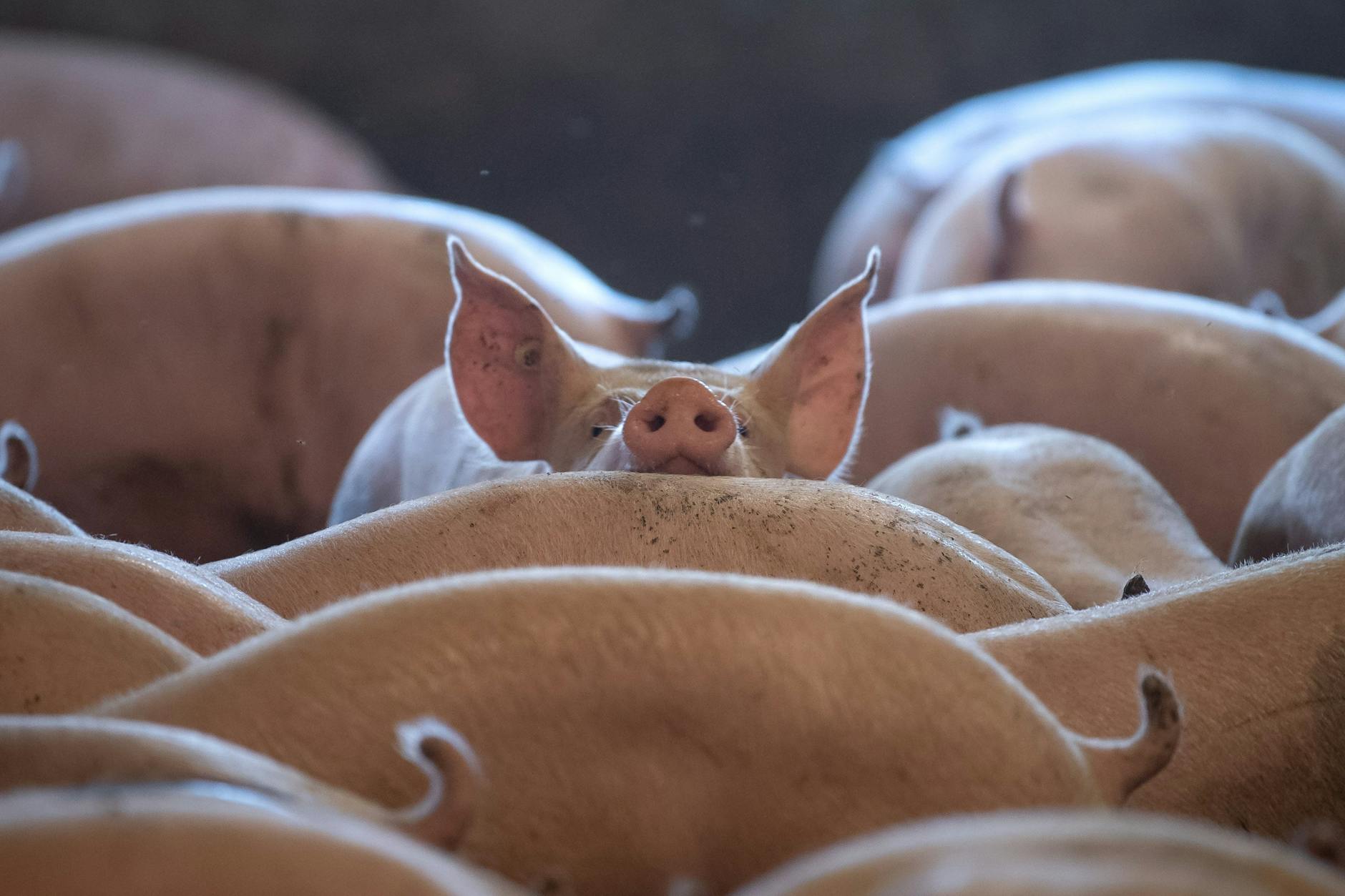 Schweine stehen in einem Stall. Die landwirtschaftliche Haltungsform von Nutztieren sagt aus Sicht laut Foodwatch nichts über Gesundheit und Wohlergehen der Tiere aus.