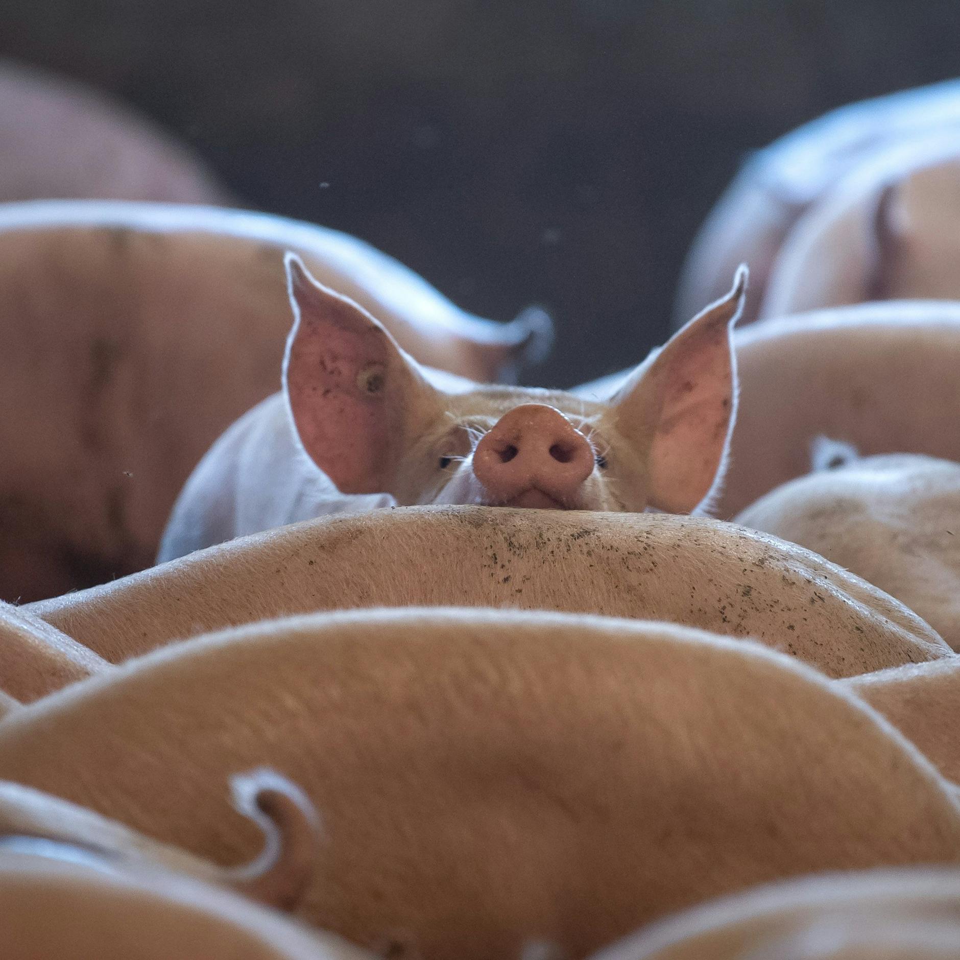 Image - Studie: Nutztiere leiden auf Bio-Höfen genauso wie in konventionellen Betrieben
