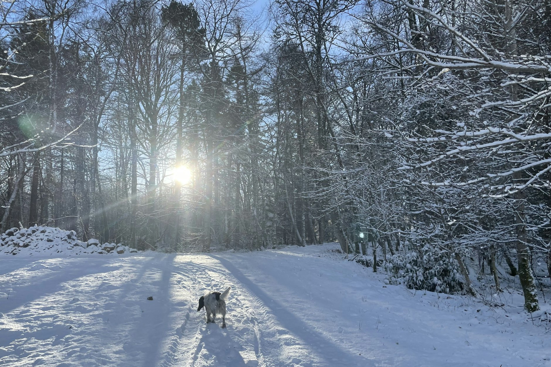 Ein Hund schnüffelt im Neuschnee einer verschneiten Winterlandschaft. Laut Wetter-Experten dürfte es solche Bilder am Wochenende wieder deutschlandweit geben.