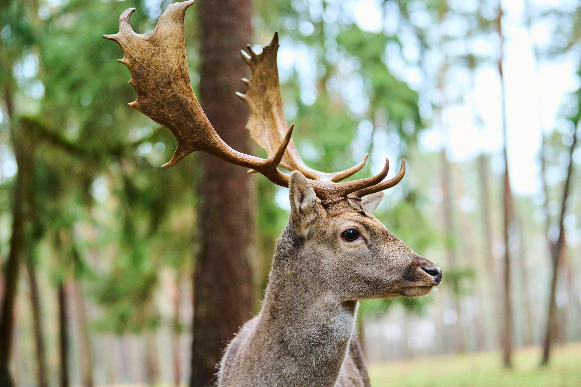 Im Spreewald hat ein Jäger einen Hirsch getötet. Nun schalten sich die Behörden ein.