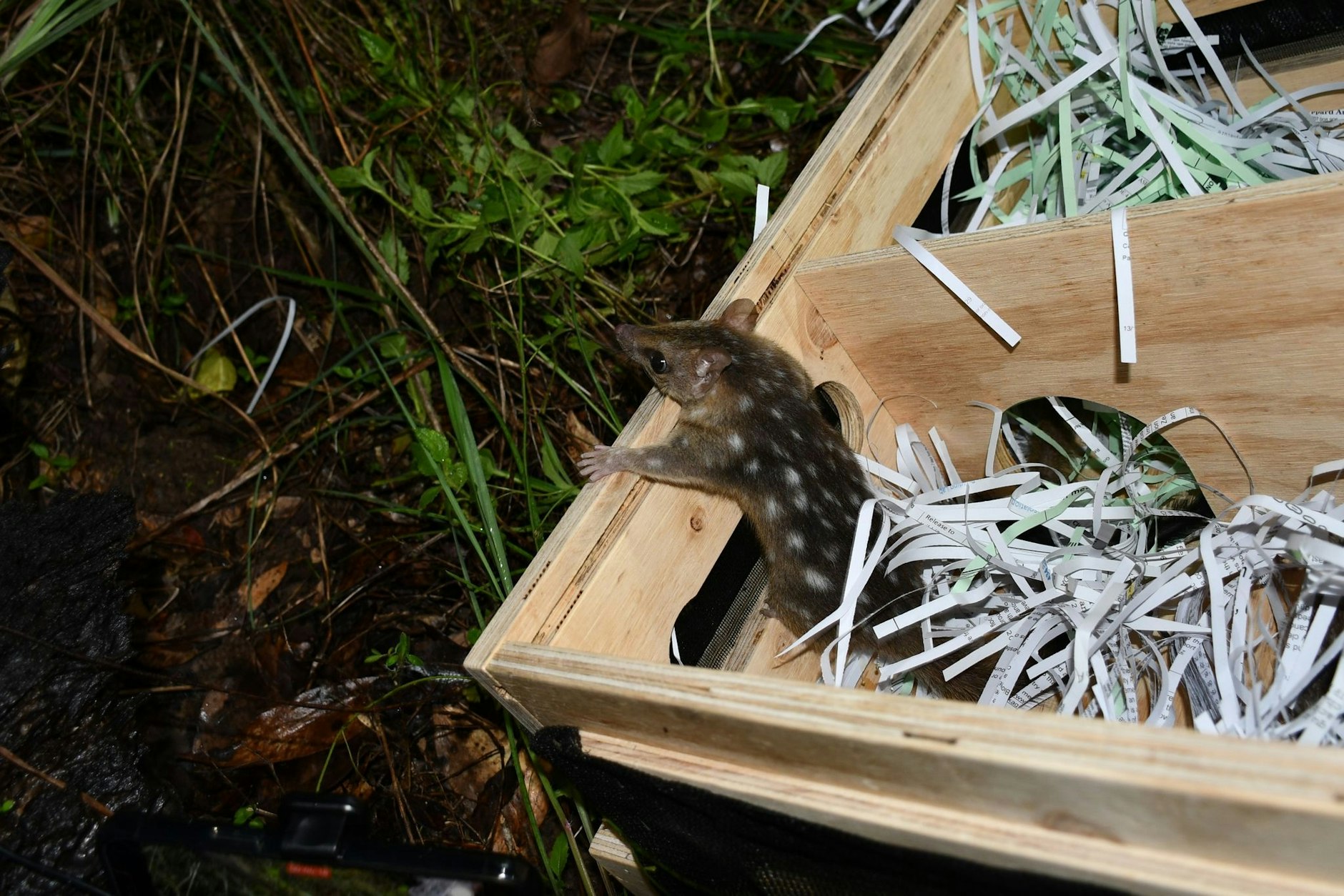 Beutelmarder auf Tour 2800 Kilometer in einer Kürbiskiste