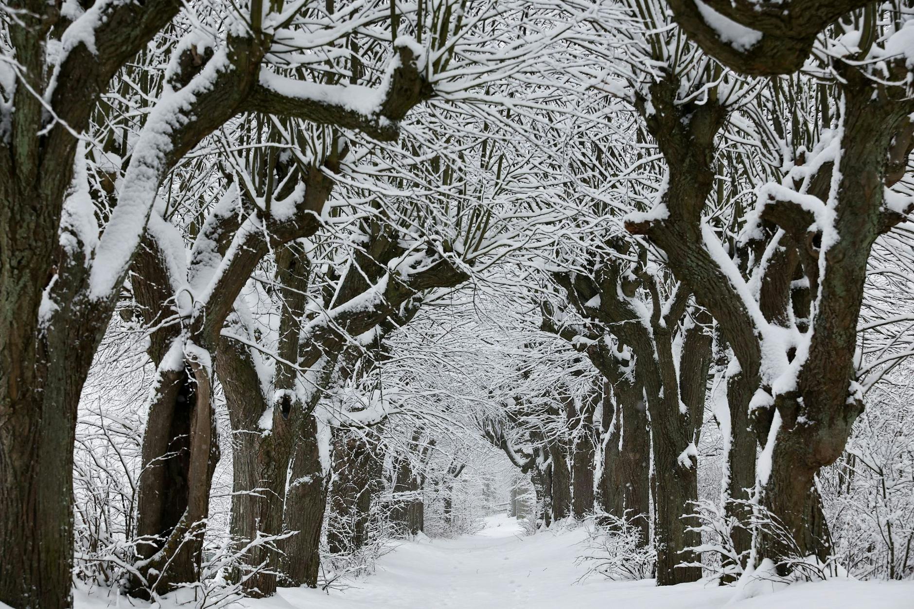 Kahle Bäume, weißer Schnee - Winter in Bayern.