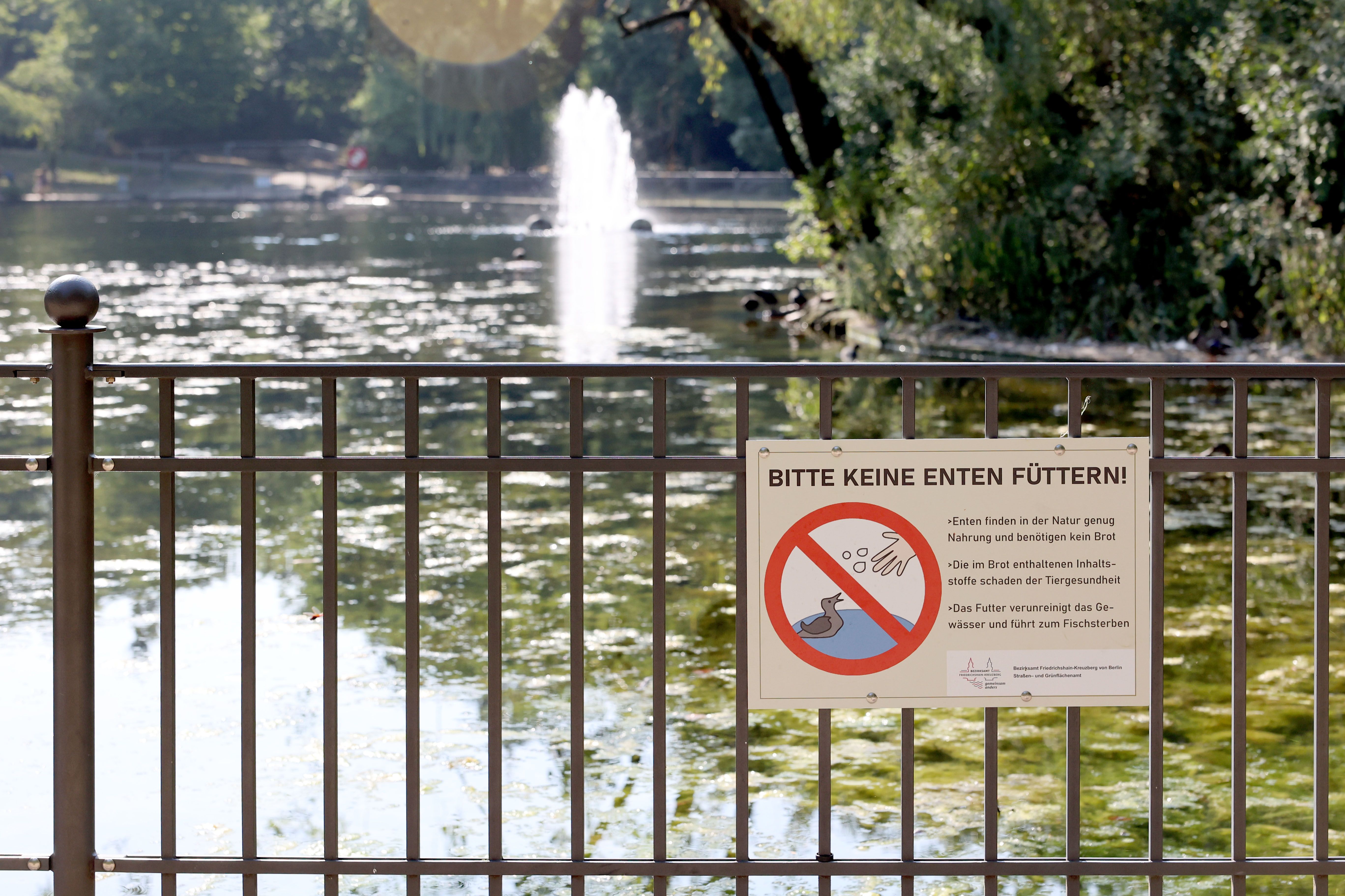 Am See, im Park: Darf ich Enten, Schwäne und Möwen füttern?