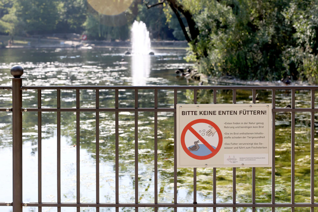 Am See, im Park: Darf ich Enten, Schwäne und Möwen füttern?