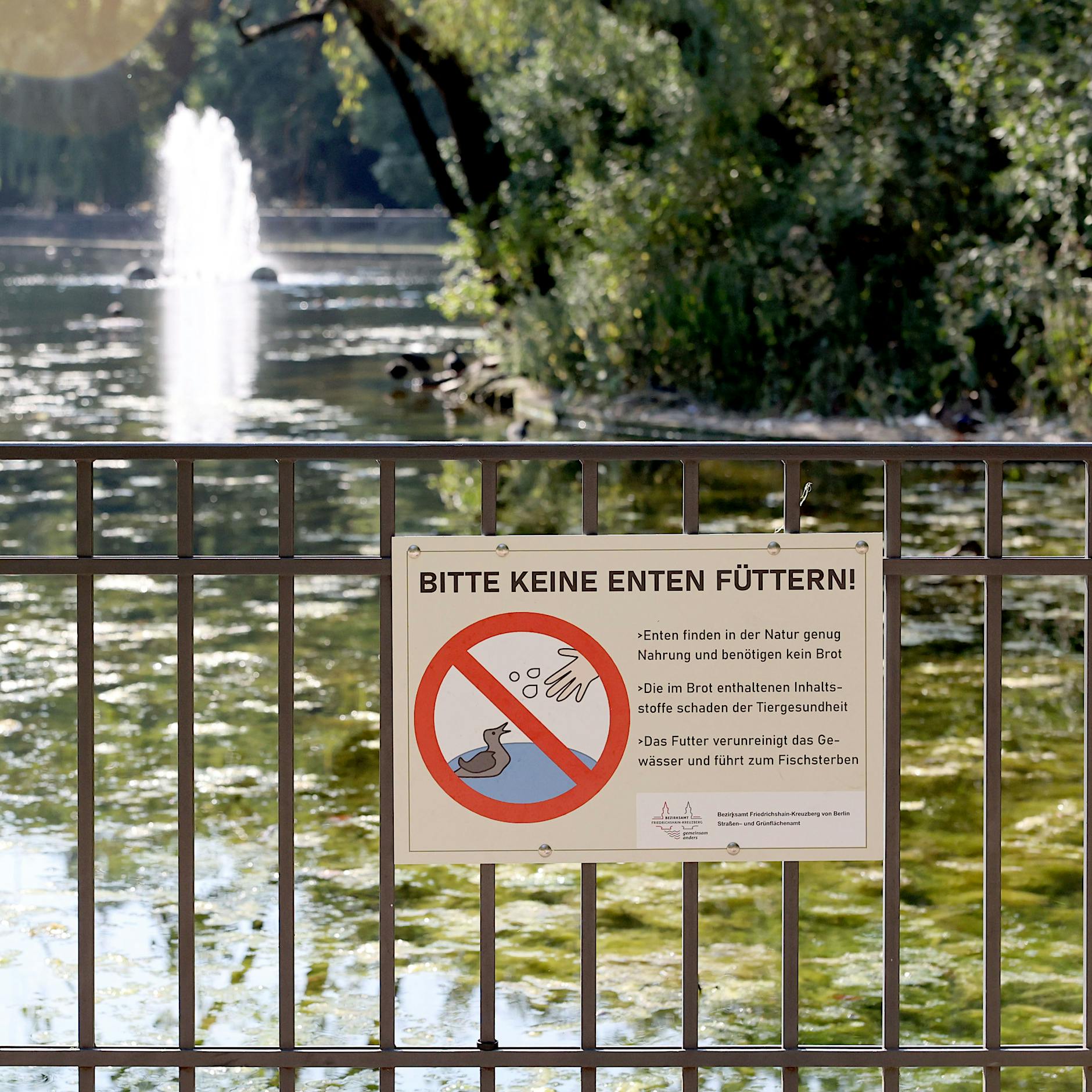Am See, im Park: Darf ich Enten, Schwäne und Möwen füttern?