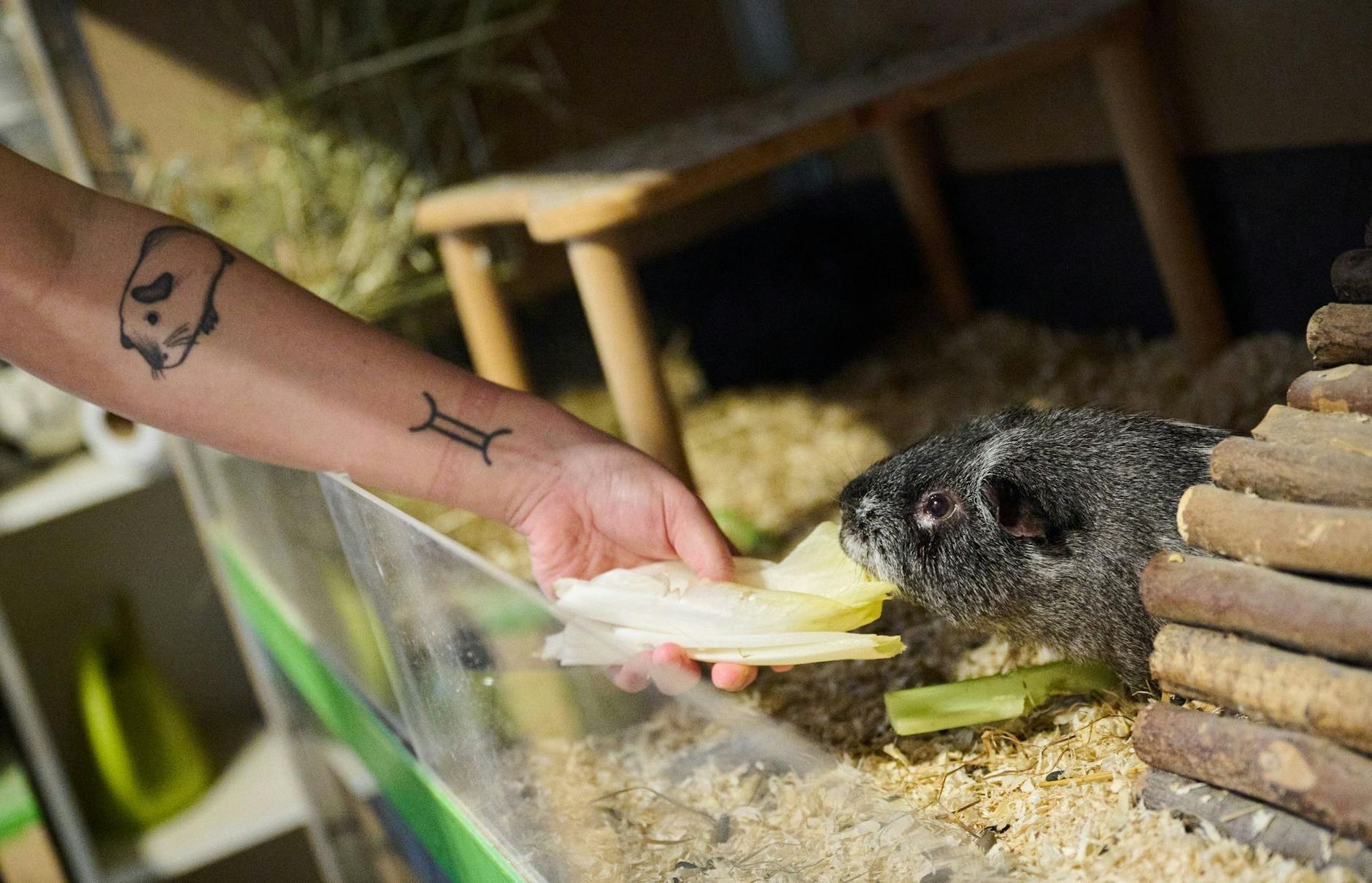 PRODUKTION - Melanie Dufosse füttert das Meerschweinchen «Danny Zuko».