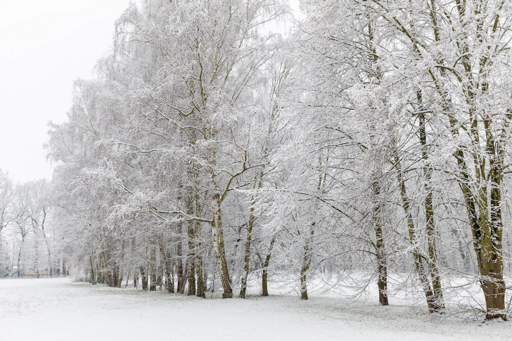Wintereinbruch sorgt für Stromausfälle in Brandenburg