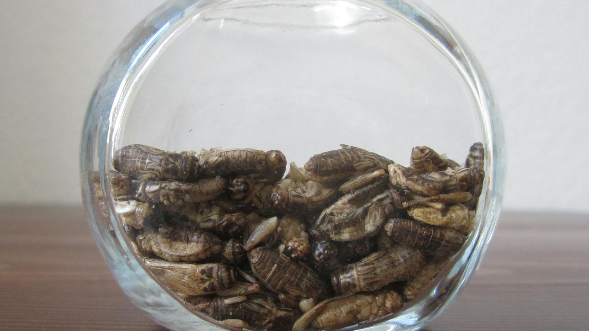 Gefriergetrocknete Heimchen: Künftig sind sie nicht nur so als Snack, sondern auch als teilweise entfettetes Pulver in Lebensmitteln erlaubt.