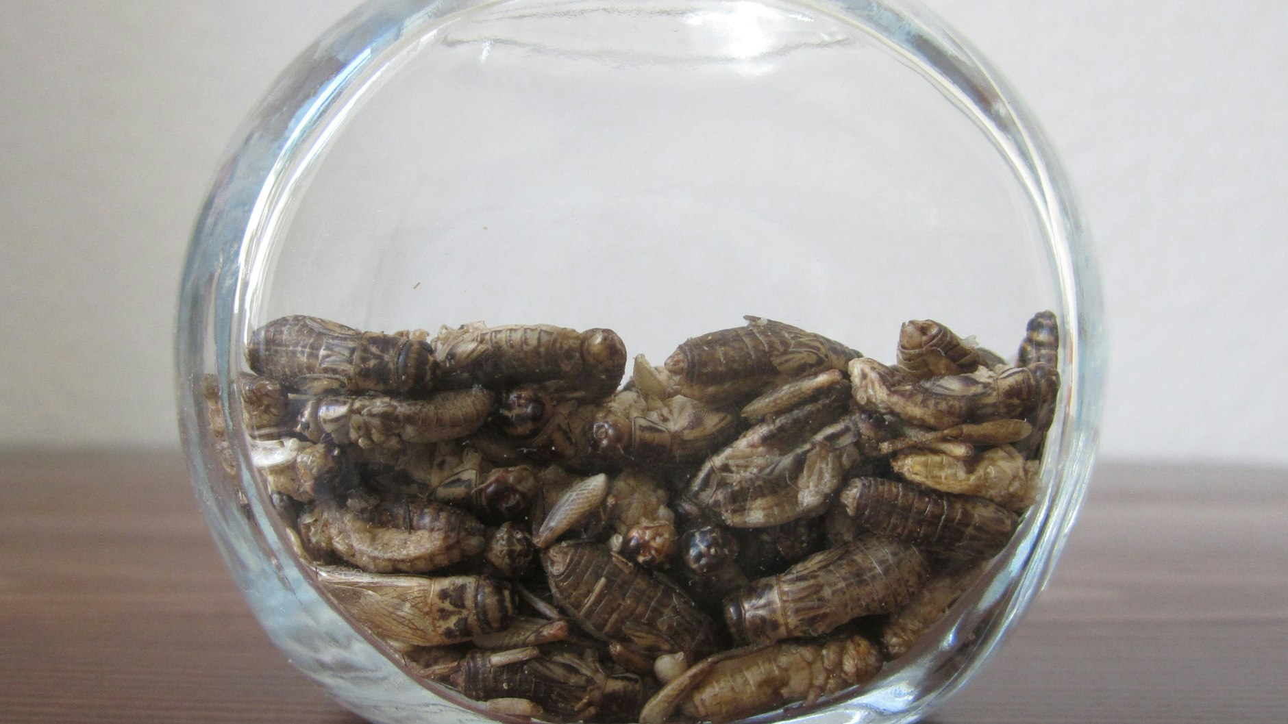 Gefriergetrocknete Heimchen: Künftig sind sie nicht nur so als Snack, sondern auch als teilweise entfettetes Pulver in Lebensmitteln erlaubt.