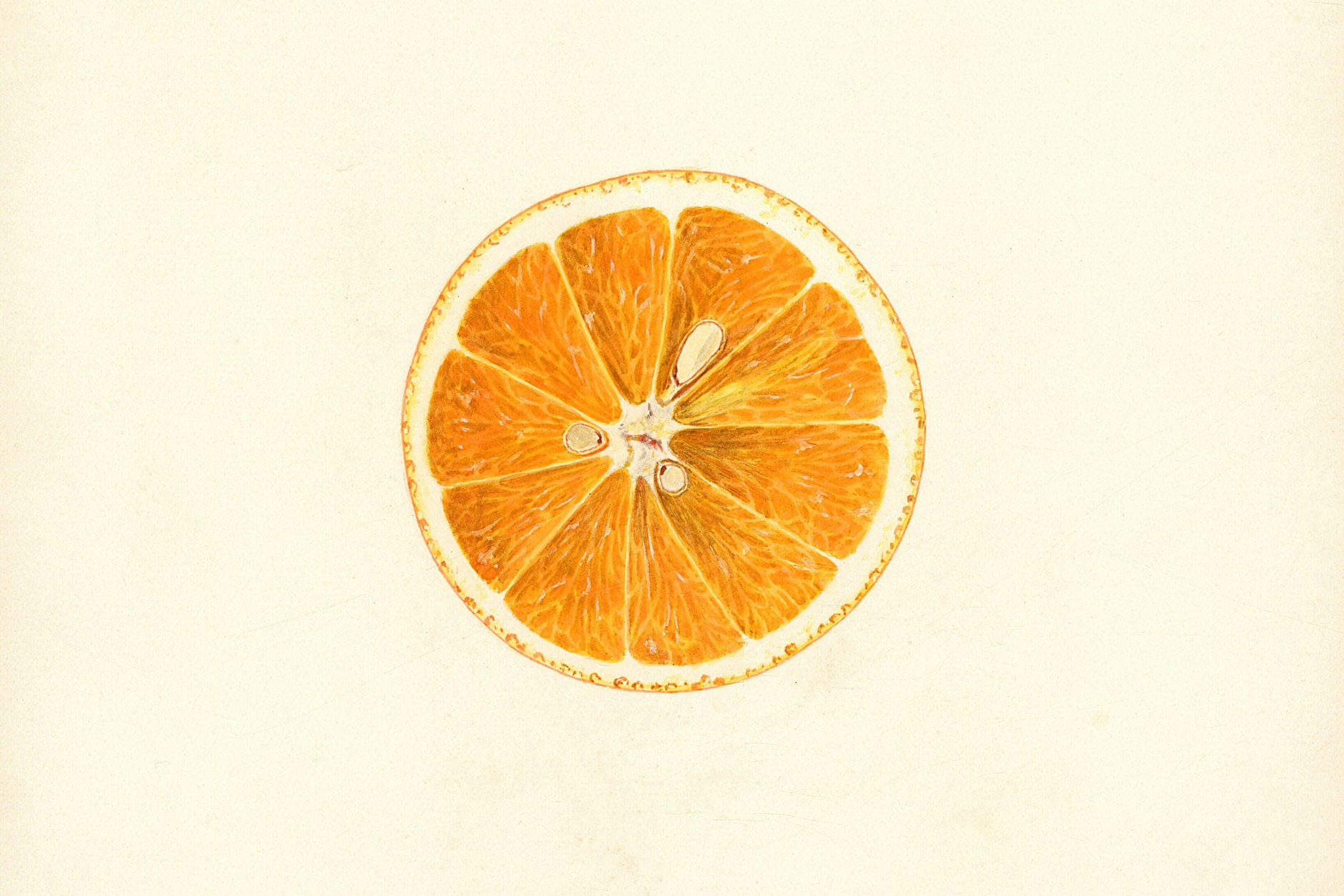 Eine süße Orange aus Valencia. Schmeckt gut, aber: Die besten (Blut-)Orangen kommen aus Italien!