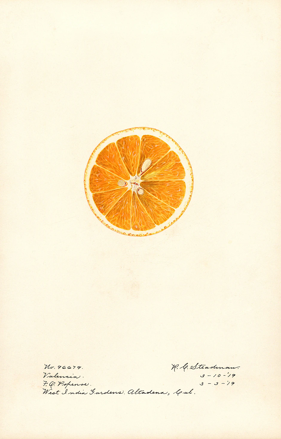 Eine süße Orange aus Valencia. Schmeckt gut, aber: Die besten (Blut-)Orangen kommen aus Italien!