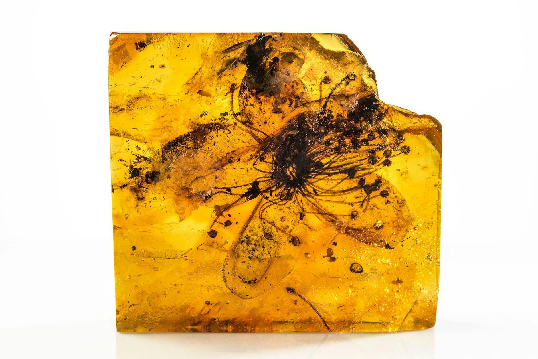 HANDOUT - Fossile Blüte von Symplocos kowalewskii (Symplocaceae) aus baltischem Bernstein. Es handle sich mit knapp drei Zentimetern Größe um die größte je in Bernstein entdeckte Blüte, berichten Eva-Maria Sadowski vom Museum für Naturkunde Berlin und Christa-Charlotte Hofmann von der Universität Wien im Fachblatt «Scientific Reports». nde Berlin/dpa
