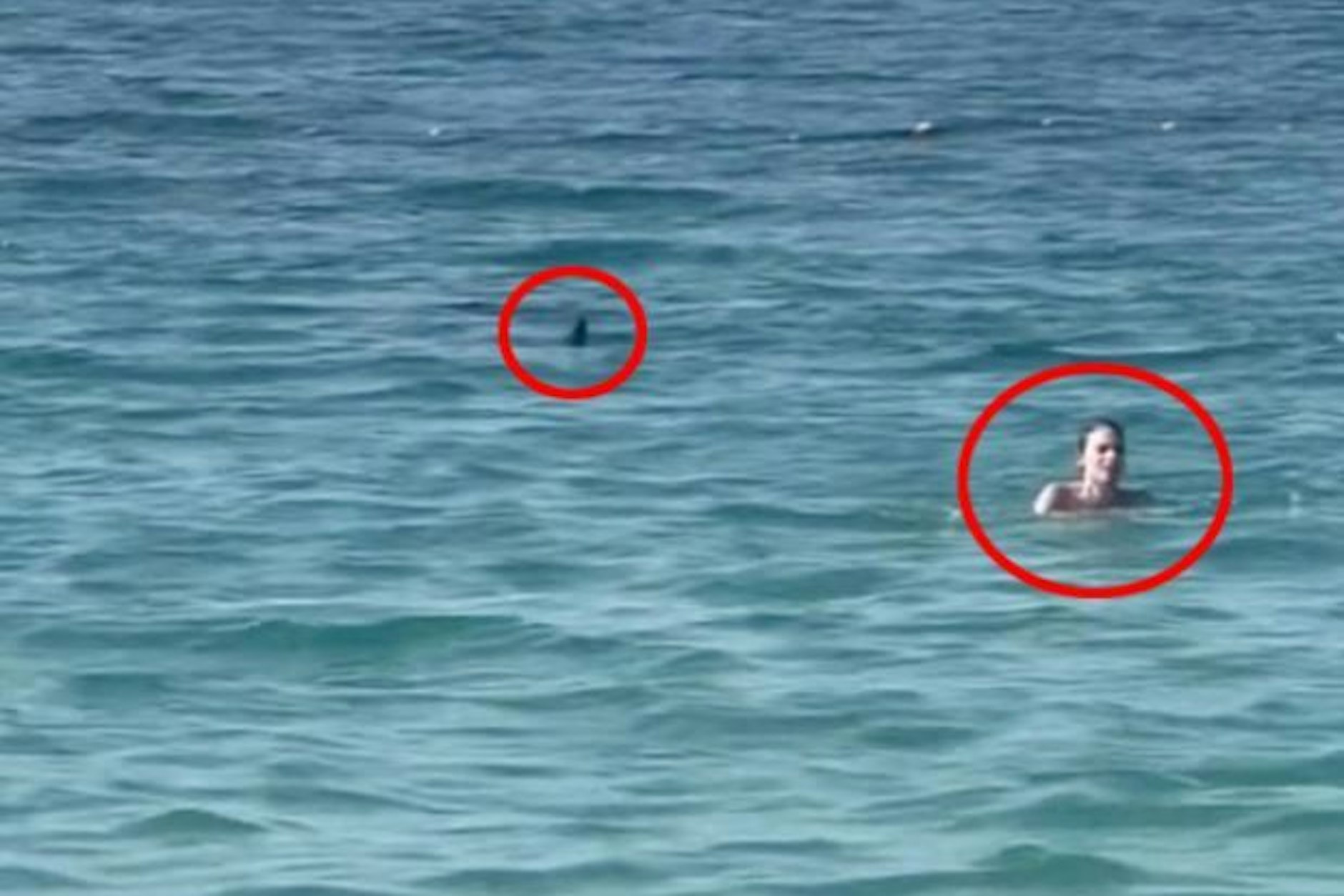 Dramatisches Video: Hai-Alarm direkt am Strand – junge Frau in ...