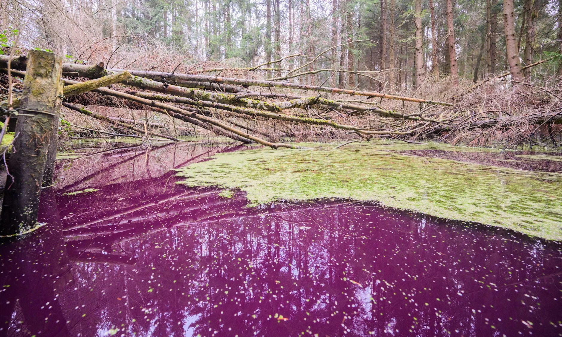 Warum Schimmert Ein See Schwarz Und Ein Swimmingpool Hellblau Rätsel um purpurfarbenen Teich im Hildesheimer Wald