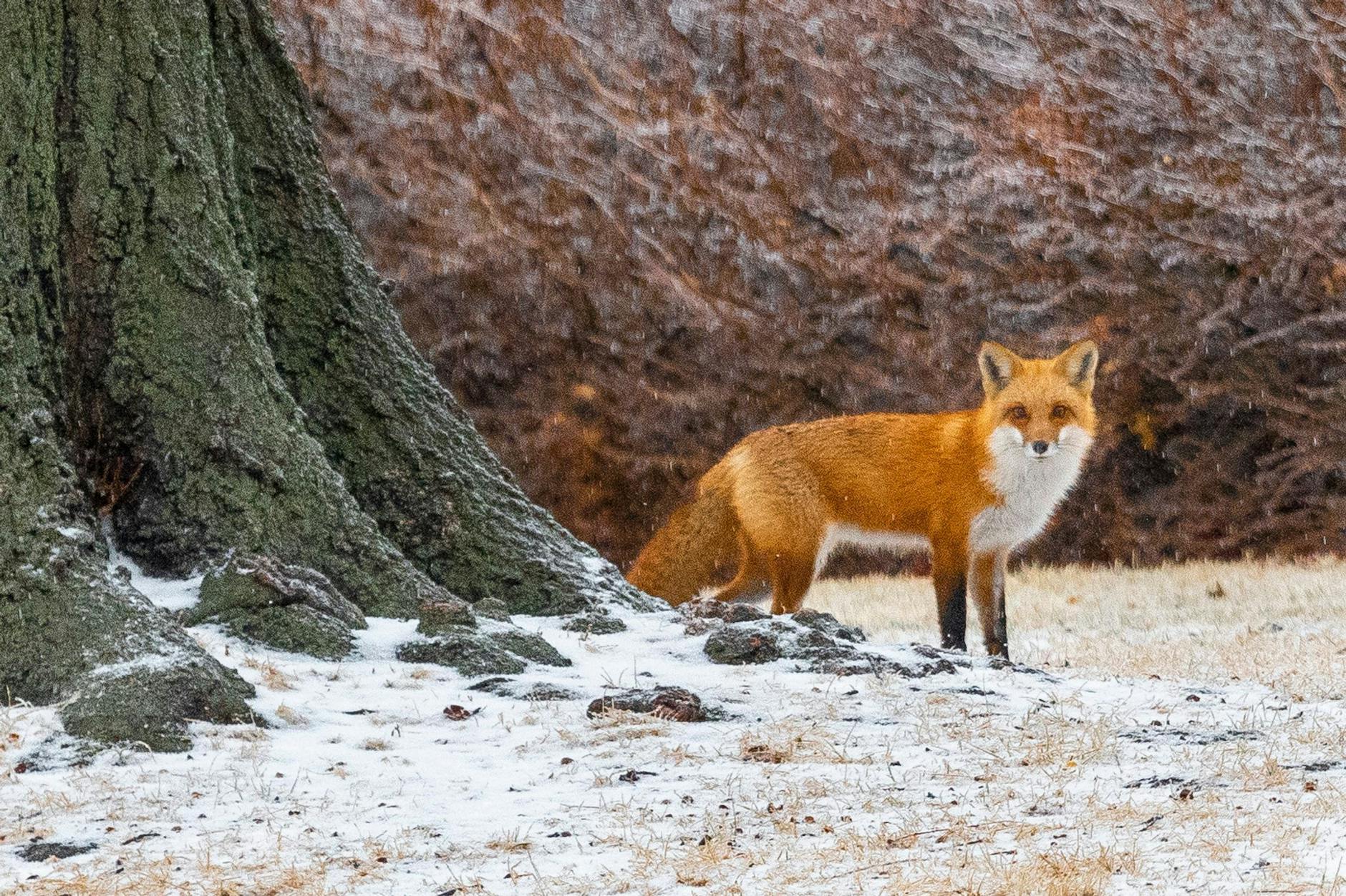 Ein Rotfuchs schleicht hinter einem Haus im Antelope Park umher - inmitten eines Schneesturms in Nebraska. Star/AP/dpa