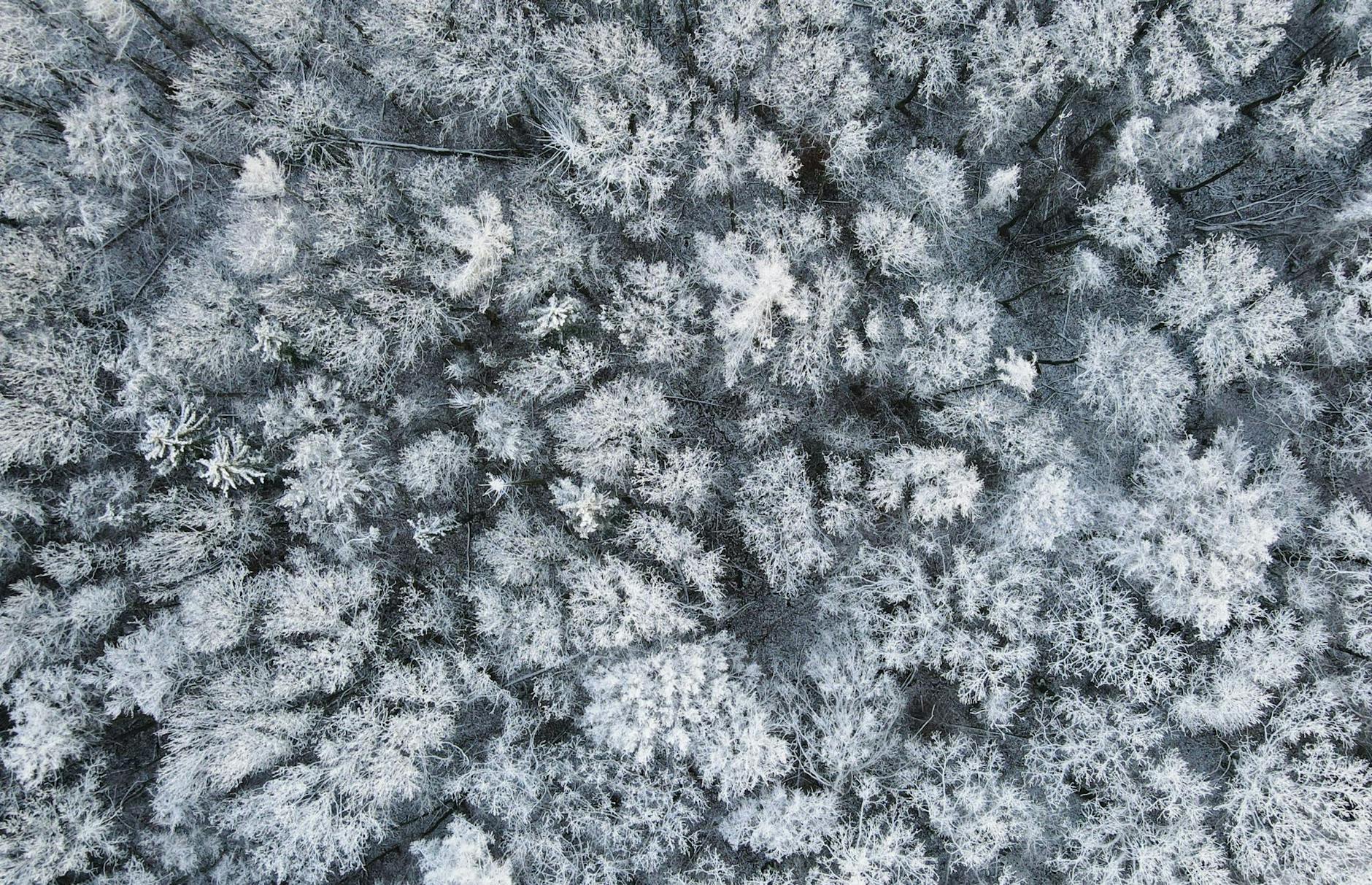 Winterlich verschneit sieht ein Wald im Landkreis Märkisch-Oderland in Ostbrandenburg von oben aus.