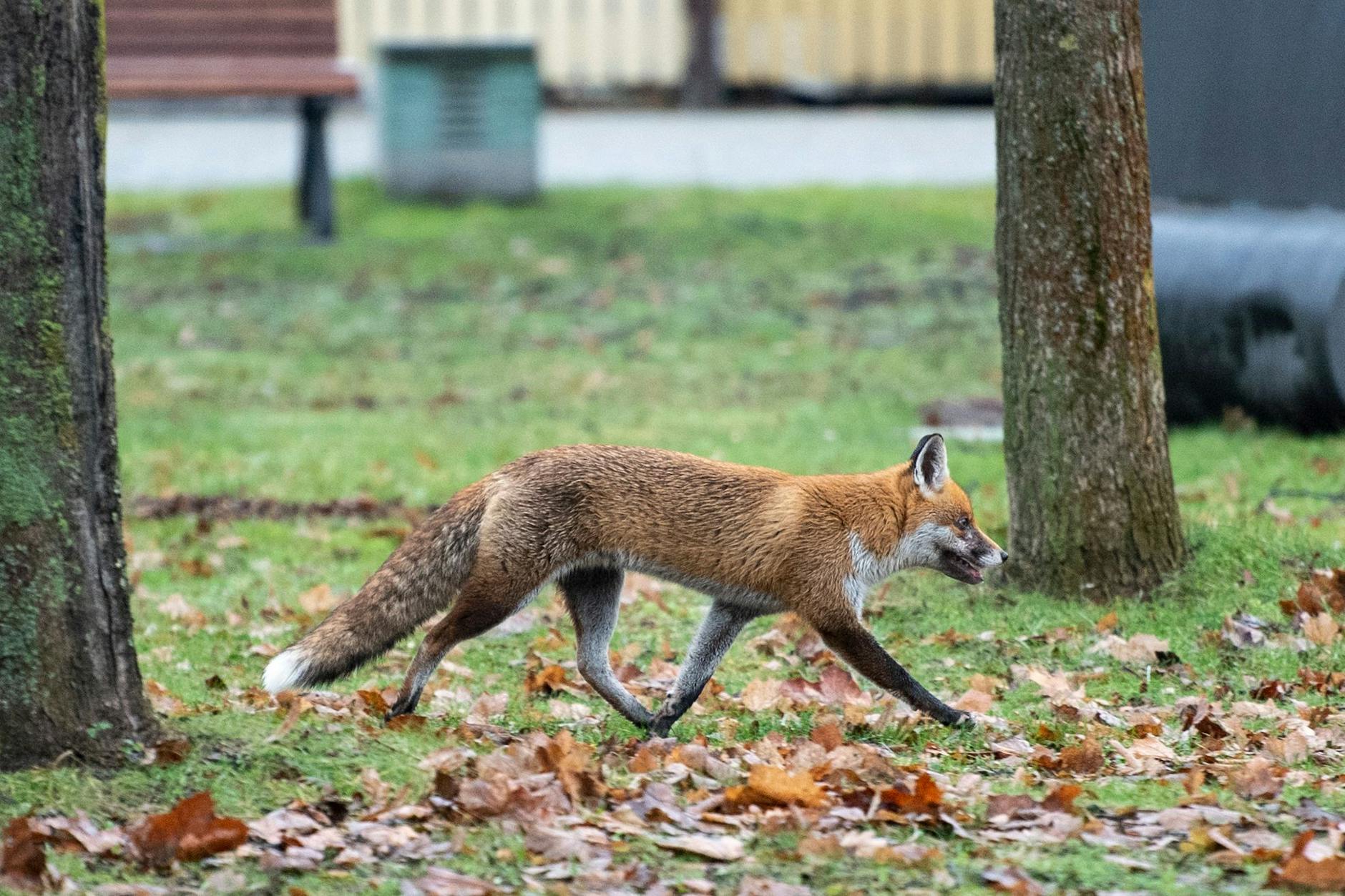 In Berlin leben viele wilde Tiere- beispielsweise Füchse.