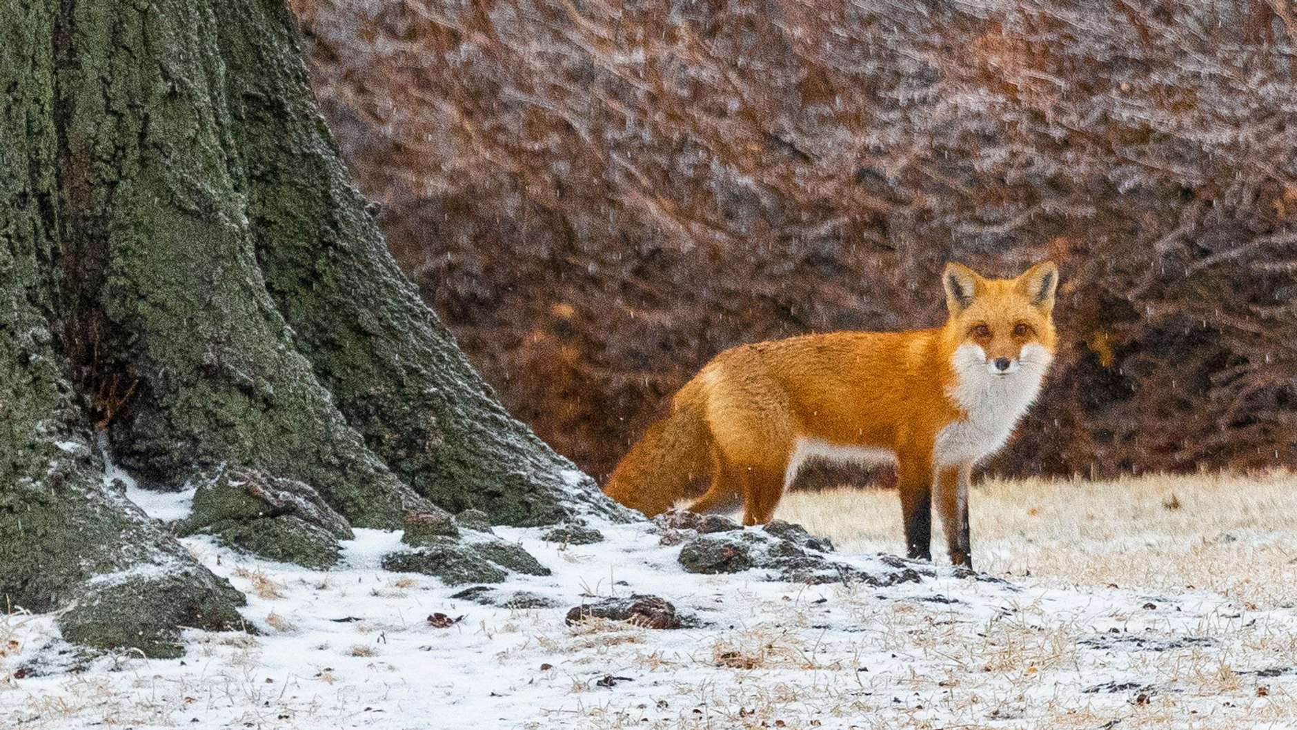 Da staunt sogar der Fuchs: Das Wetter hat den Winter scheinbar doch noch wiedergefunden.