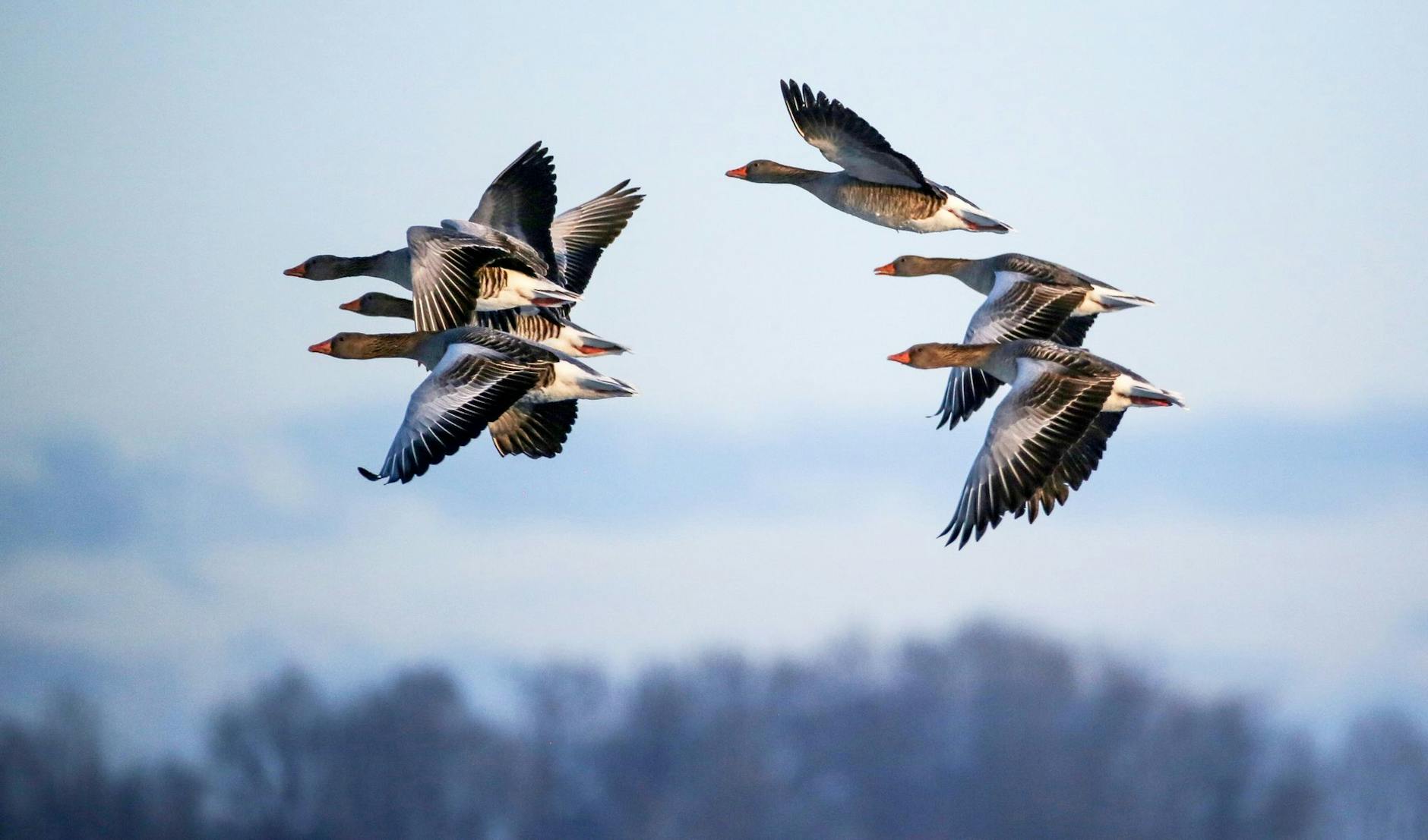Ein Schwarm Graugänse fliegt in der Nähe der Donau in Baden-Württemberg durch die eisige Luft.