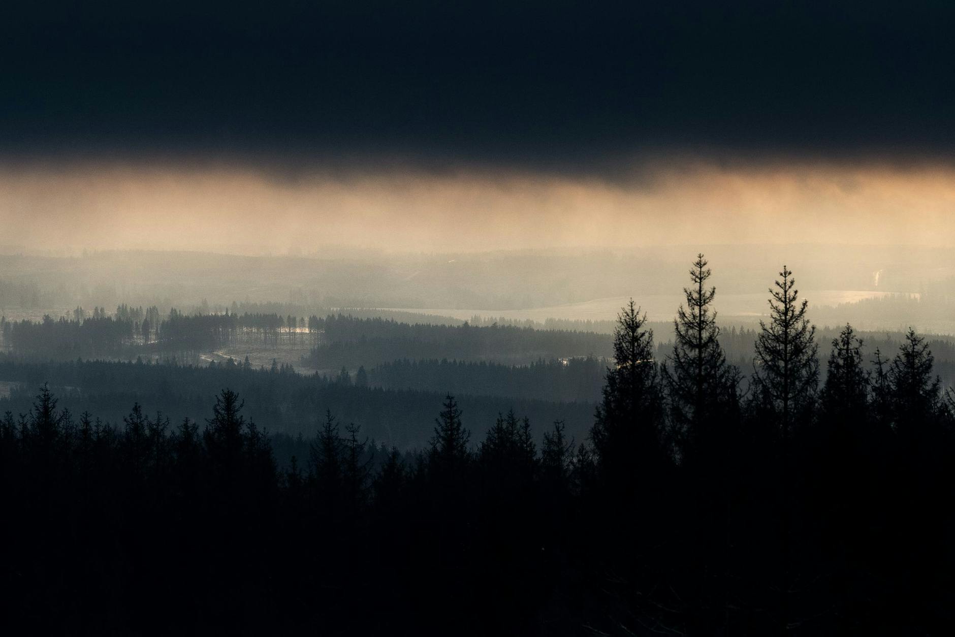 Über den Fichten im Harz ziehen dunkle Wolken auf.