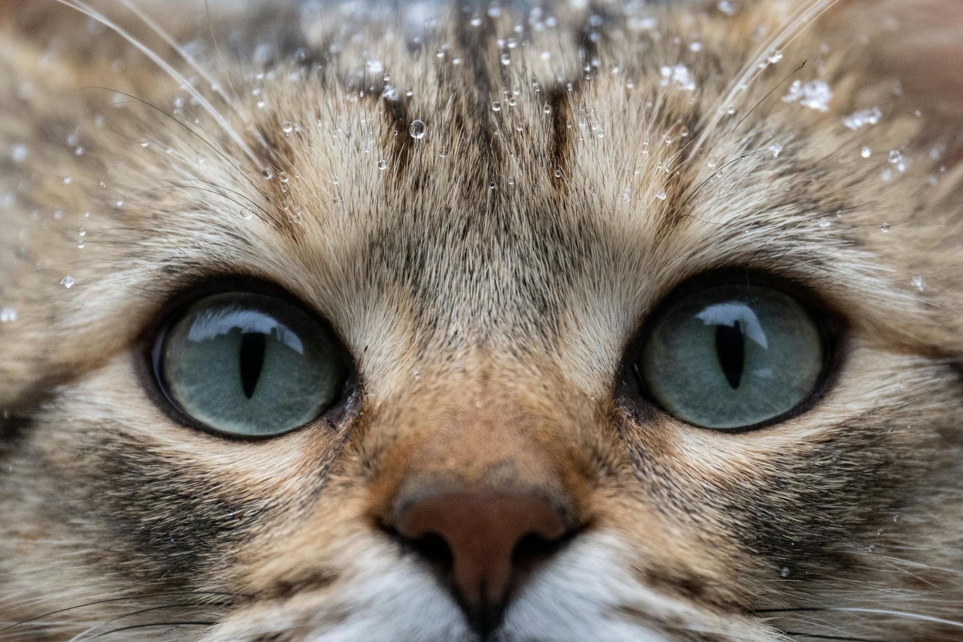 Schnee und Wassertropfen liegen auf dem Fell von Kater Leo.