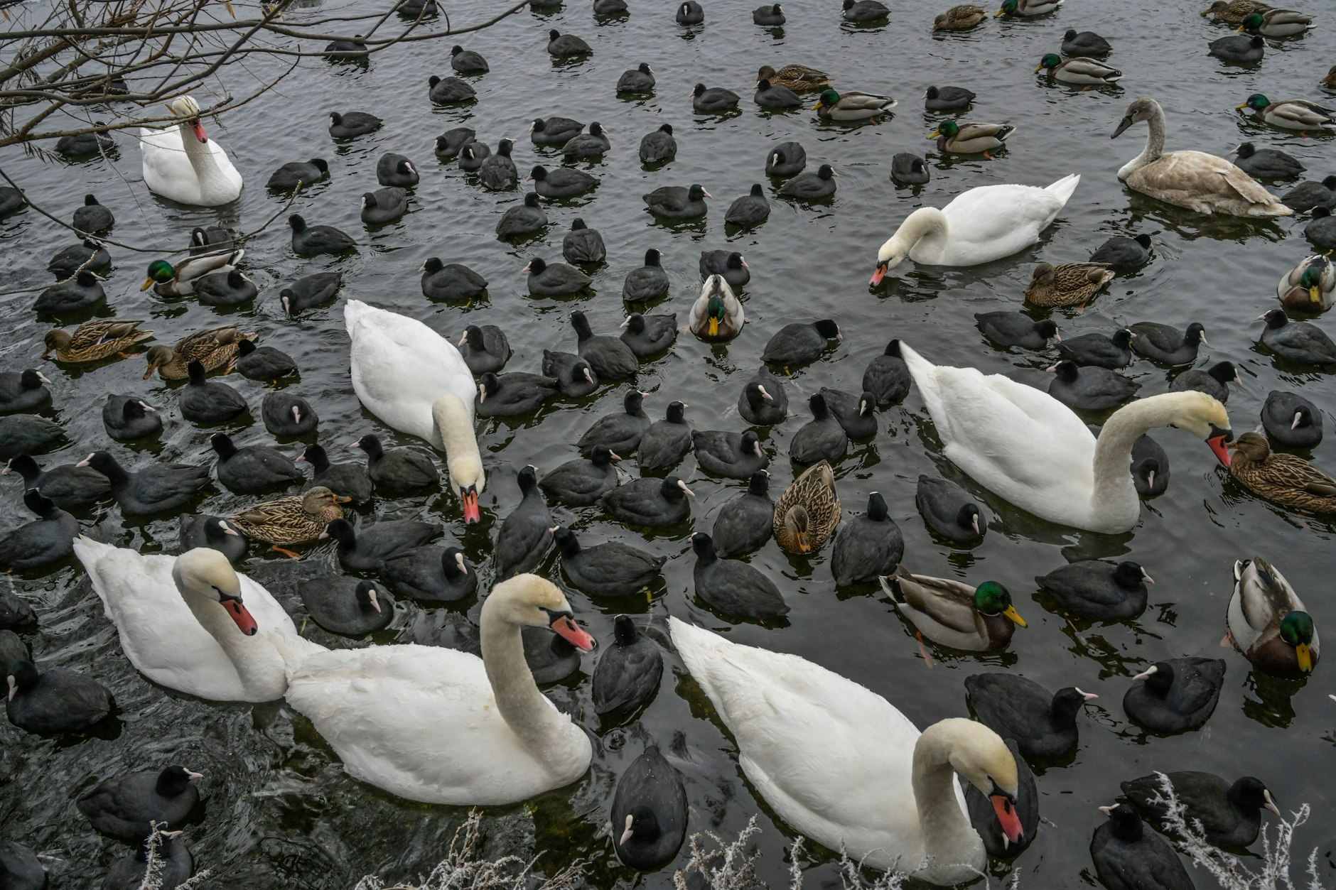Die Wasservögel in der Stadt scheinen sich immer sehr zu freuen, wenn man ihnen Brot mitbringt – tun soll man es trotzdem nicht.