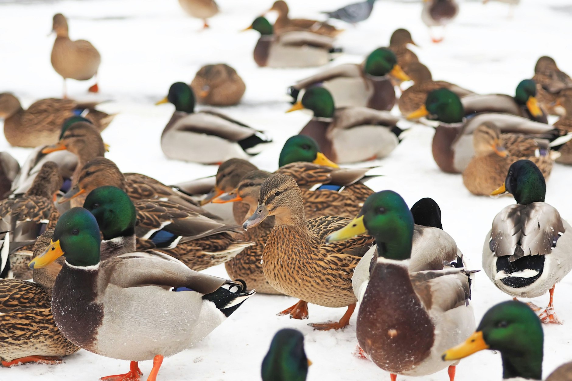 Hübsch und froh übers mitgebrachte Brot. Aber darf man Enten eigentlich füttern?
