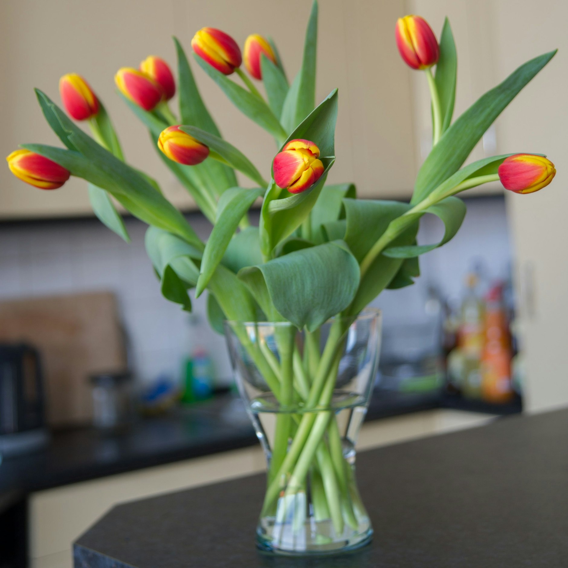 Tulpen können weiterwachsen, auch wenn sie schon in der Vase stehen.